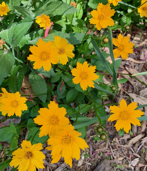 The Scientific Name is Coreopsis auriculata. You will likely hear them called Lobed Coreopsis, Lobed Tickseed, Mouse-ear Coreopsis. This picture shows the Mouse-ear or Lobed Coreopsis 'Nana' is a low-growing form of the species. of Coreopsis auriculata