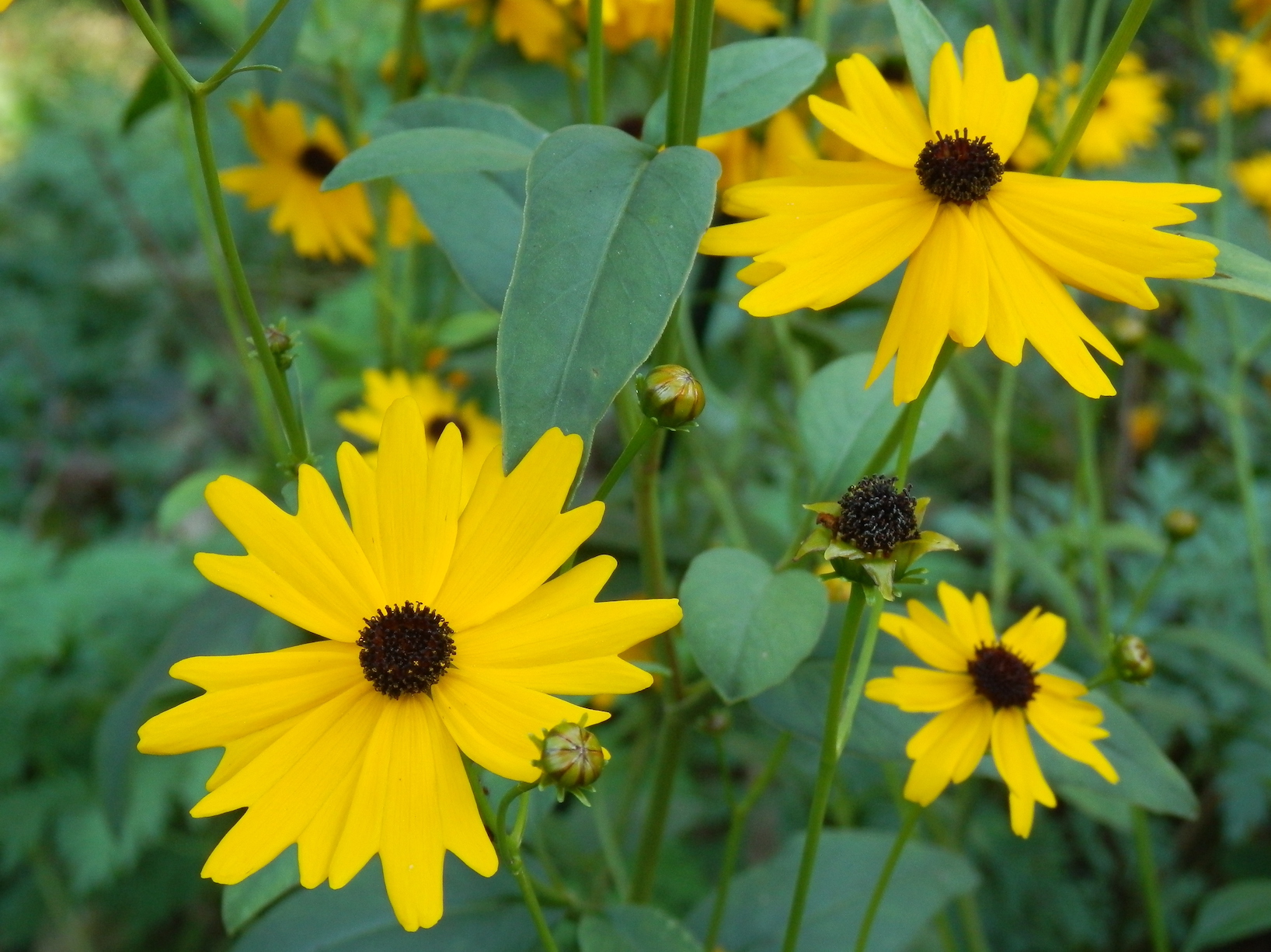 The Scientific Name is Coreopsis gladiata. You will likely hear them called Swamp Coreopsis, Coastal Plain Tickseed. This picture shows the The charming flowers have yellow rays with three teeth and purple disk flowers. of Coreopsis gladiata