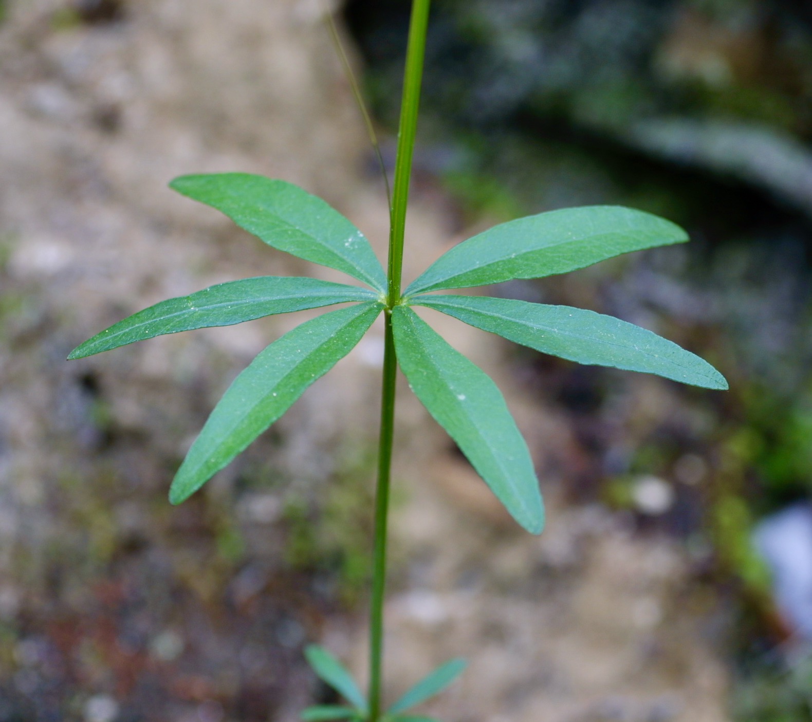 The Scientific Name is Coreopsis major. You will likely hear them called Woodland Coreopsis, Forest Tickseed. This picture shows the Opposite leaves are divided into 3 leaflets, making the leaves appear as if they are whorled of Coreopsis major