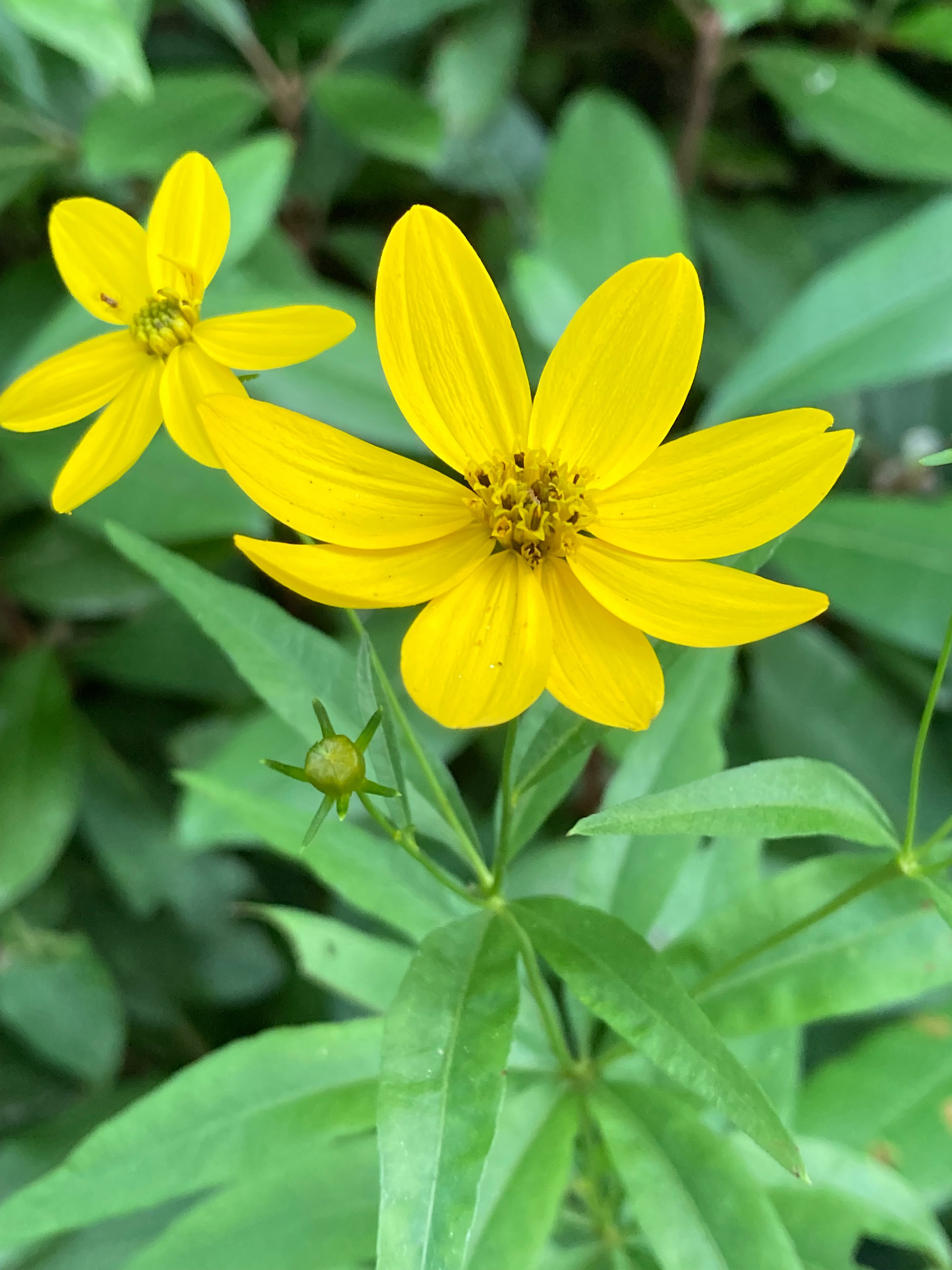 The Scientific Name is Coreopsis major. You will likely hear them called Woodland Coreopsis, Forest Tickseed. This picture shows the Untoothed yellow ray flowers are pointed at the tips. Disk flowers are also yellow. of Coreopsis major