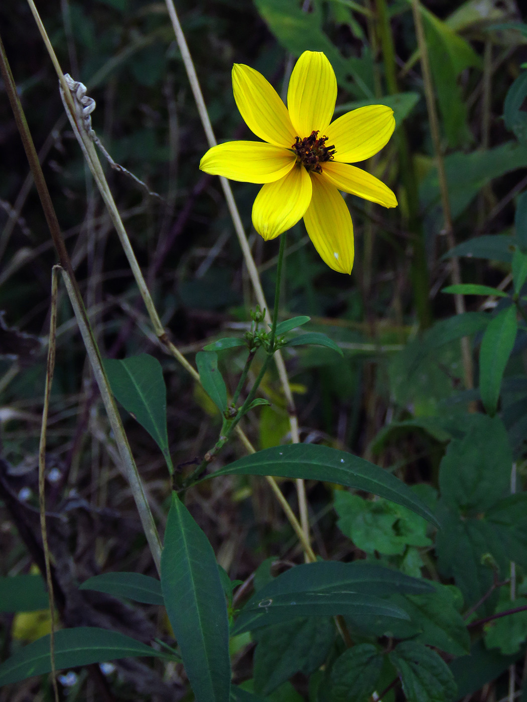 The Scientific Name is Coreopsis tripteris. You will likely hear them called Tall Coreopsis, Golden Crown, Tall Tickseed. This picture shows the Plants bloom for about a month from mid to late summer into the autumn. of Coreopsis tripteris