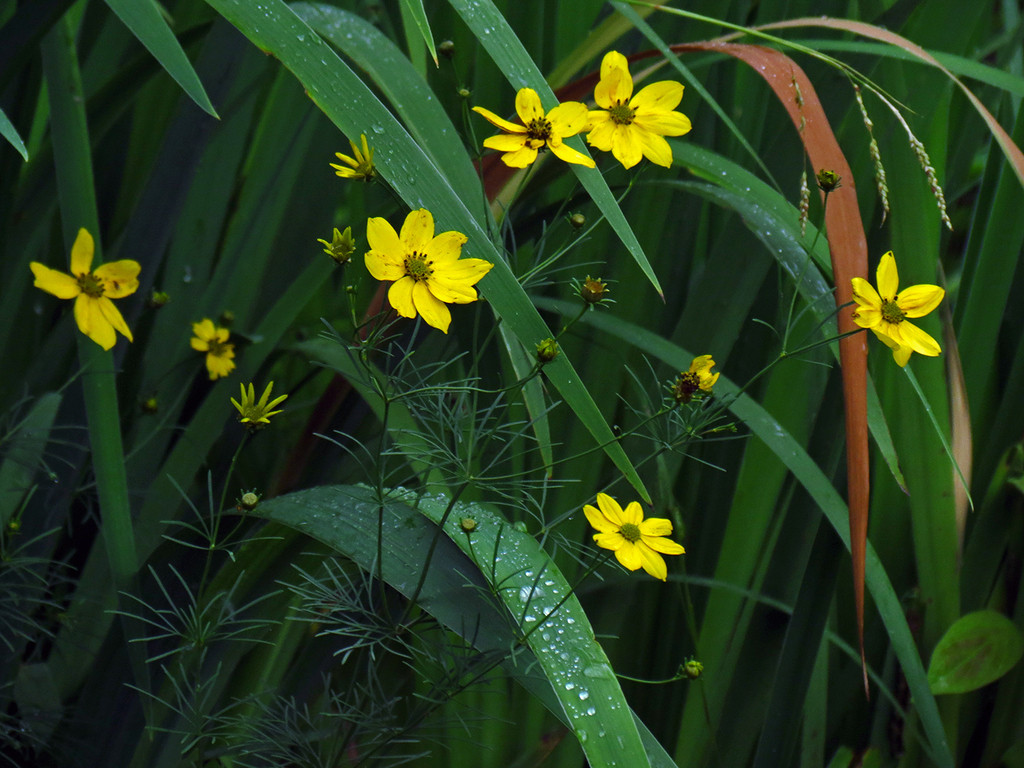 The Scientific Name is Coreopsis verticillata. You will likely hear them called Threadleaf Coreopsis, Cutleaf Tickseed, Whorled Coreopsis. This picture shows the Threadleaf coreopsis (Coreopsis verticillata, 2013 planting, source: North Creek Nursery) at the Daniel Boone Native Gardens. of Coreopsis verticillata
