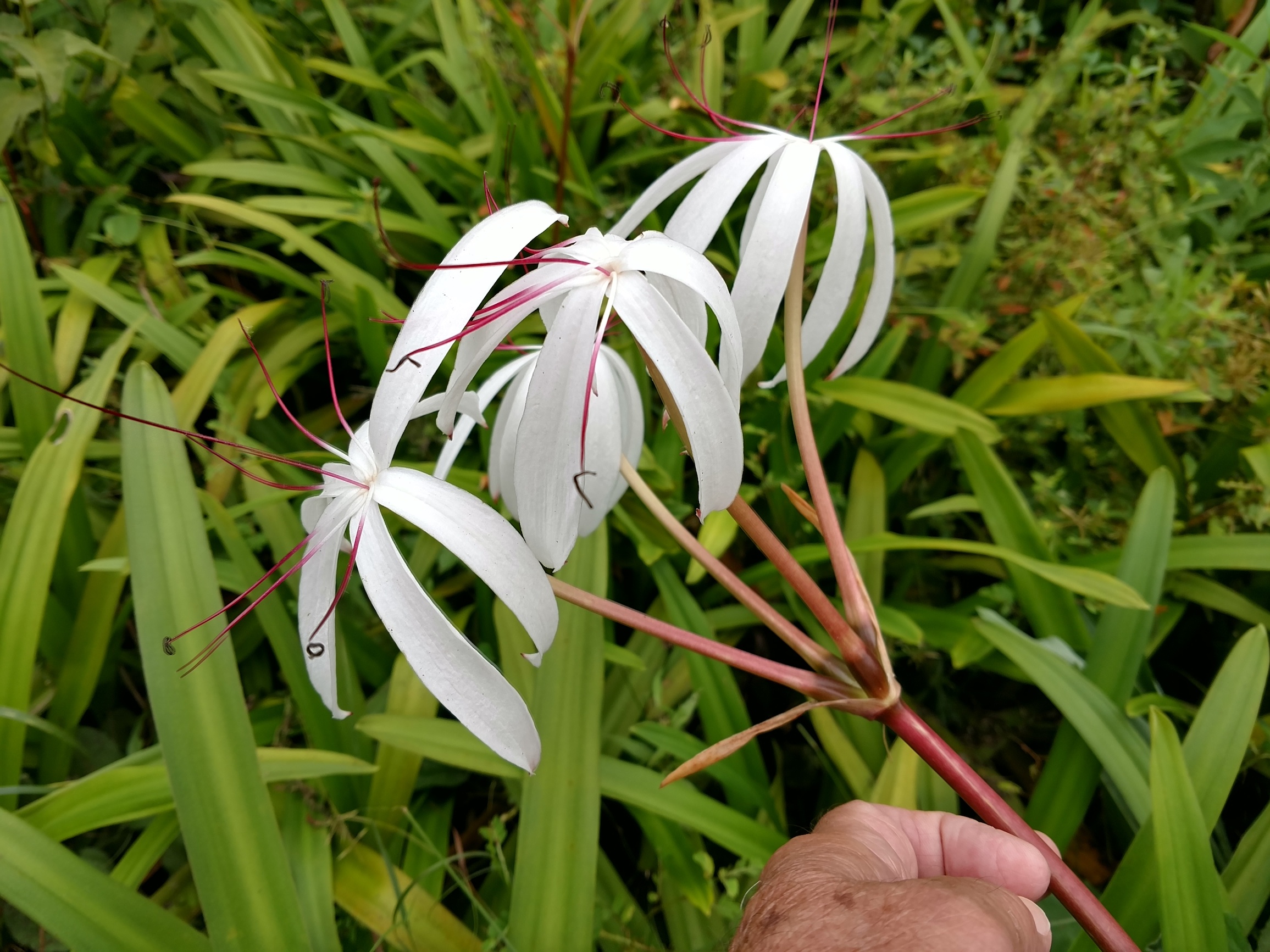The Scientific Name is Crinum americanum var. americanum. You will likely hear them called Swamp-lily, String-lily, Seven-sisters, American Crinum Lily, Southern Swamp Lily. This picture shows the An umbel of large white flowers with red filaments. of Crinum americanum var. americanum