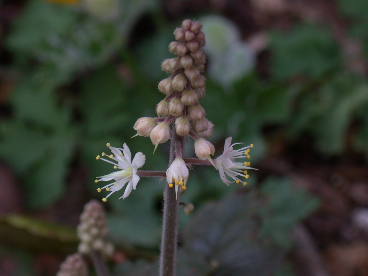 The Scientific Name is Tiarella cordifolia. You will likely hear them called Foamflower, False Miterwort. This picture shows the Buds beginning to open of Tiarella cordifolia