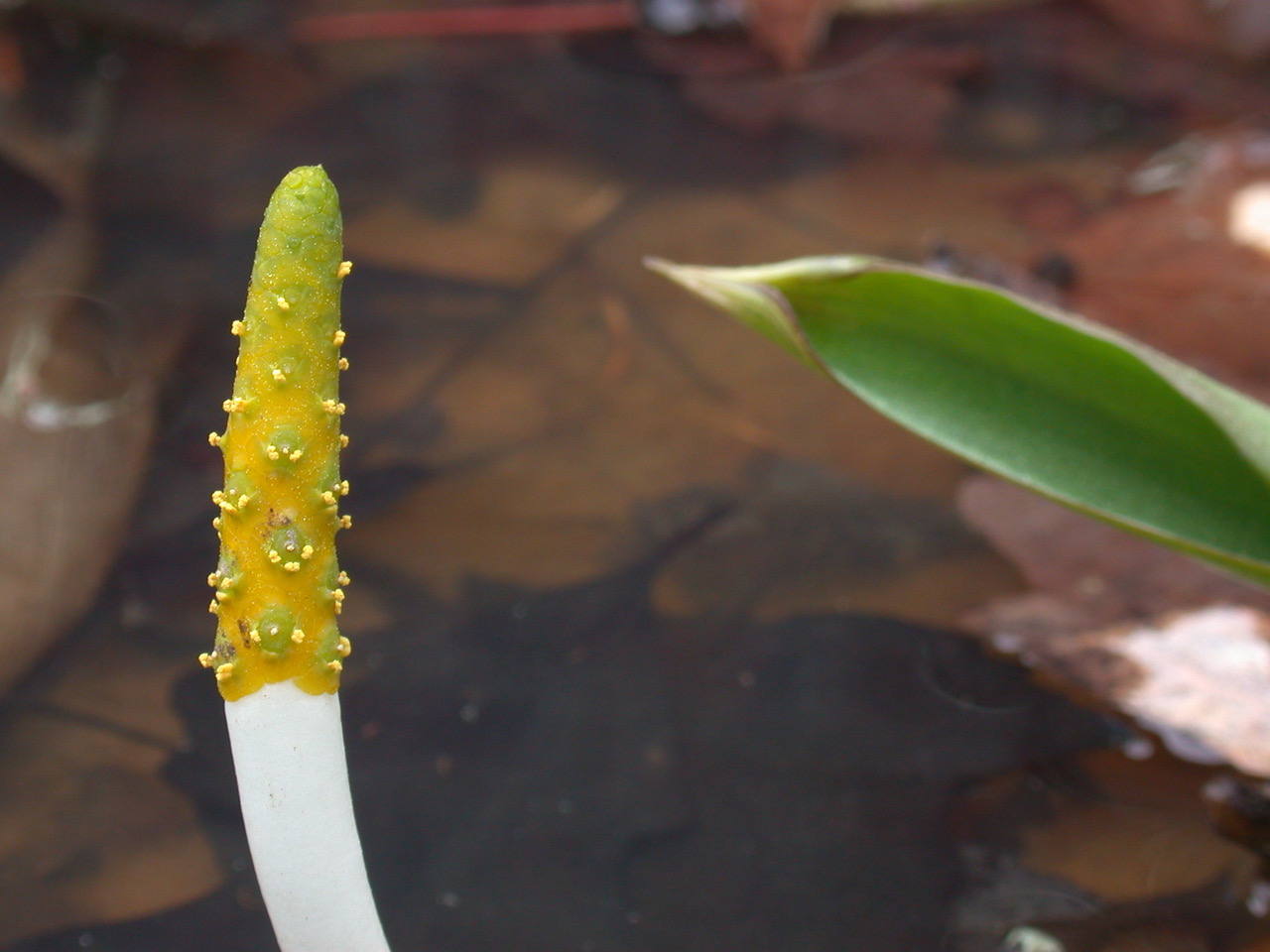 The Scientific Name is Orontium aquaticum. You will likely hear them called Golden-club, Bog Torch, Bog Torches, Never-wet. This picture shows the Flowering spadix of Orontium aquaticum
