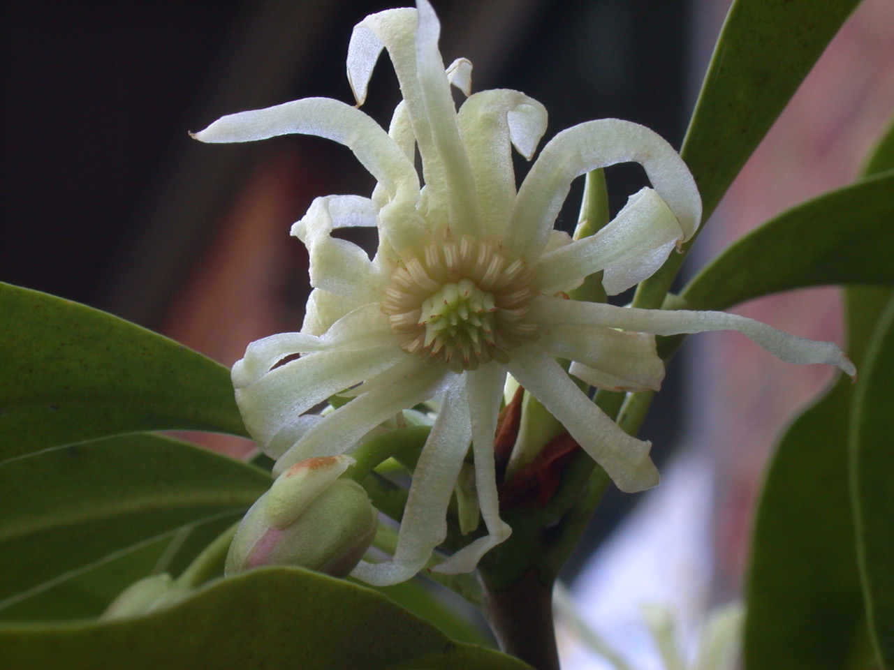 The Scientific Name is Illicium parviflorum. You will likely hear them called Swamp Star-anise, Yellow Anise-tree, Ocala Anise-tree. This picture shows the Flower of Illicium parviflorum