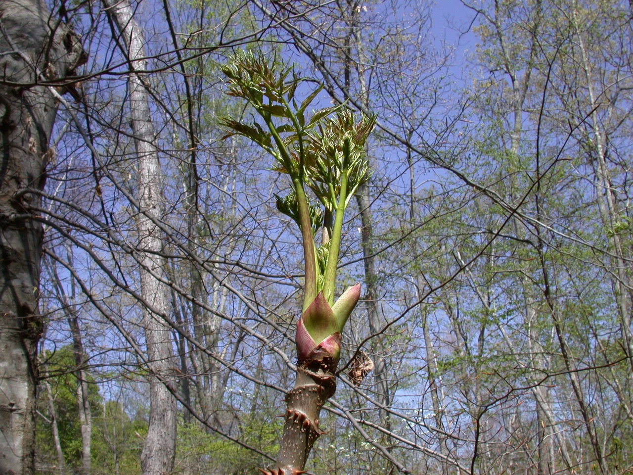 The Scientific Name is Aralia spinosa. You will likely hear them called Devil's Walkingstick, Hercules' Club, Prickly Ash. This picture shows the Leaves emerging in spring of Aralia spinosa