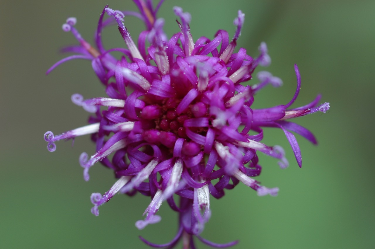 The Scientific Name is Vernonia noveboracensis. You will likely hear them called New York Ironweed. This picture shows the Flower close-up  of Vernonia noveboracensis