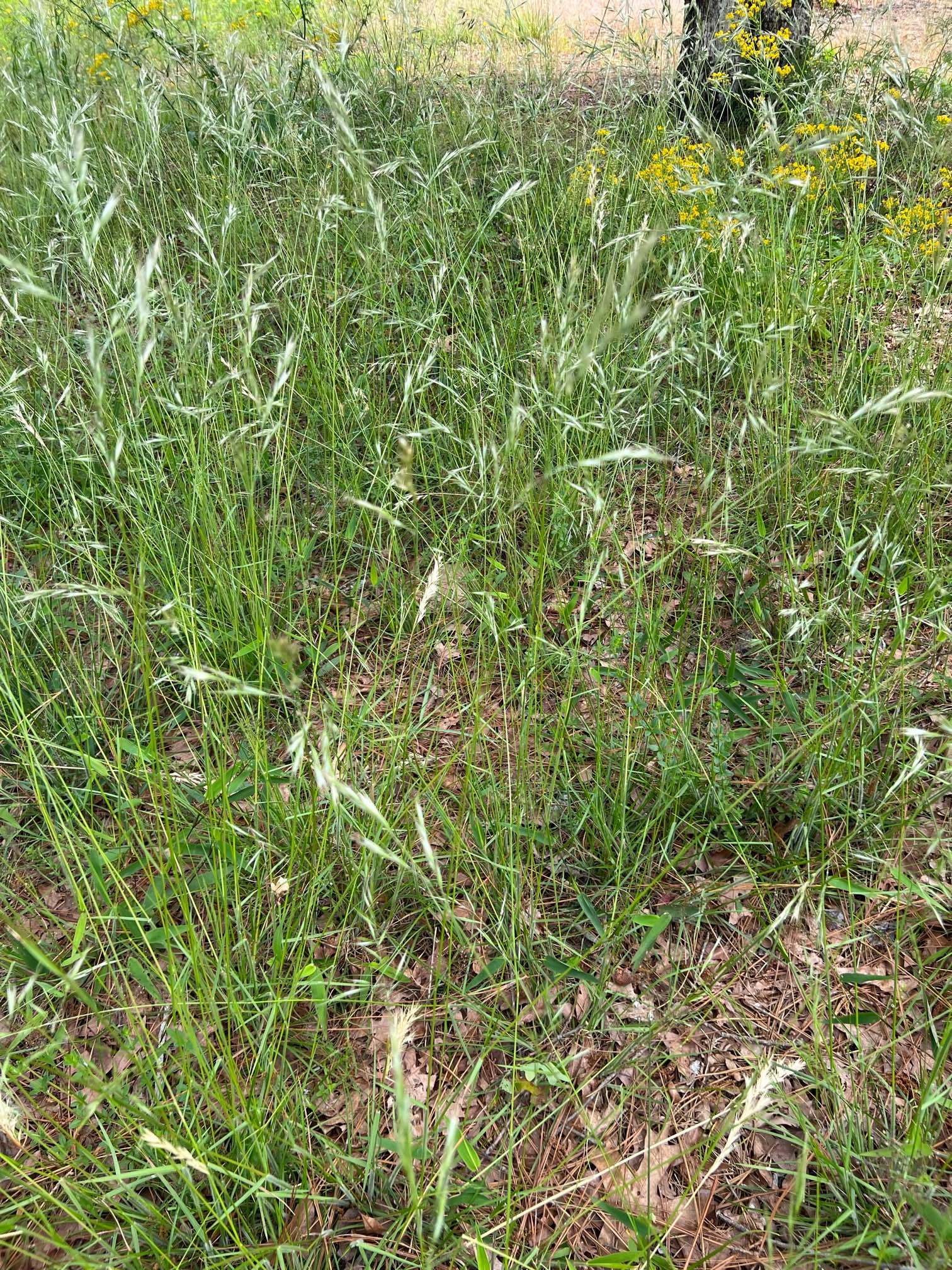 The Scientific Name is Danthonia sericea. You will likely hear them called Silky Oat-grass, Downy Danthonia. This picture shows the Attractive grass with short leaf blades and tall stems. of Danthonia sericea