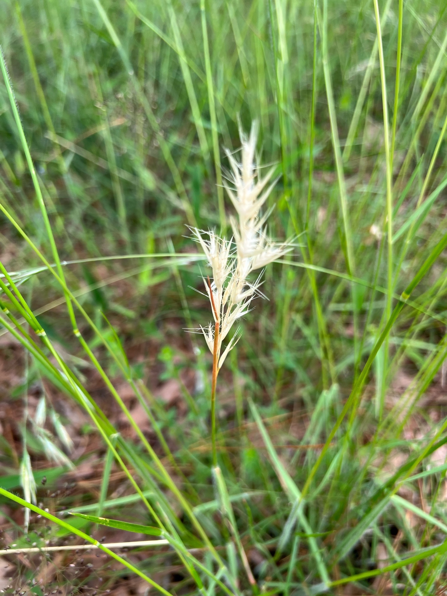 The Scientific Name is Danthonia sericea. You will likely hear them called Silky Oat-grass, Downy Danthonia. This picture shows the Close-up of inflorescence. Note the presence of awns and the white villous hairs which arise from the lemmas. of Danthonia sericea