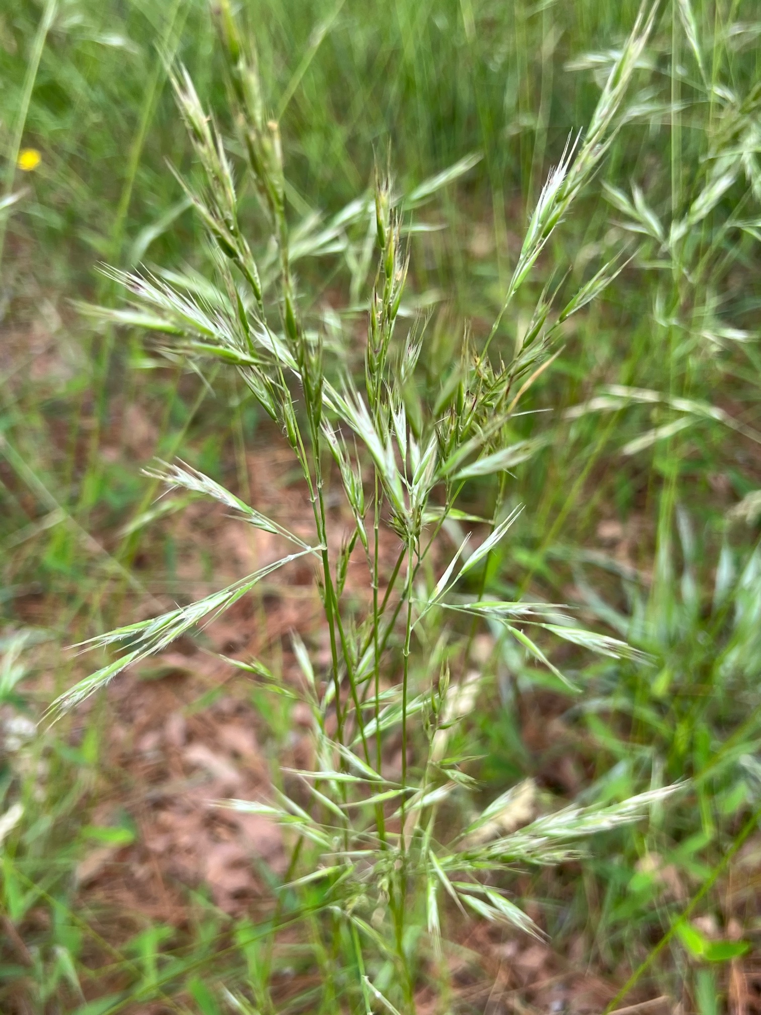 The Scientific Name is Danthonia sericea. You will likely hear them called Silky Oat-grass, Downy Danthonia. This picture shows the Spikelets are in terminal panicles and have conspicuous awns. of Danthonia sericea
