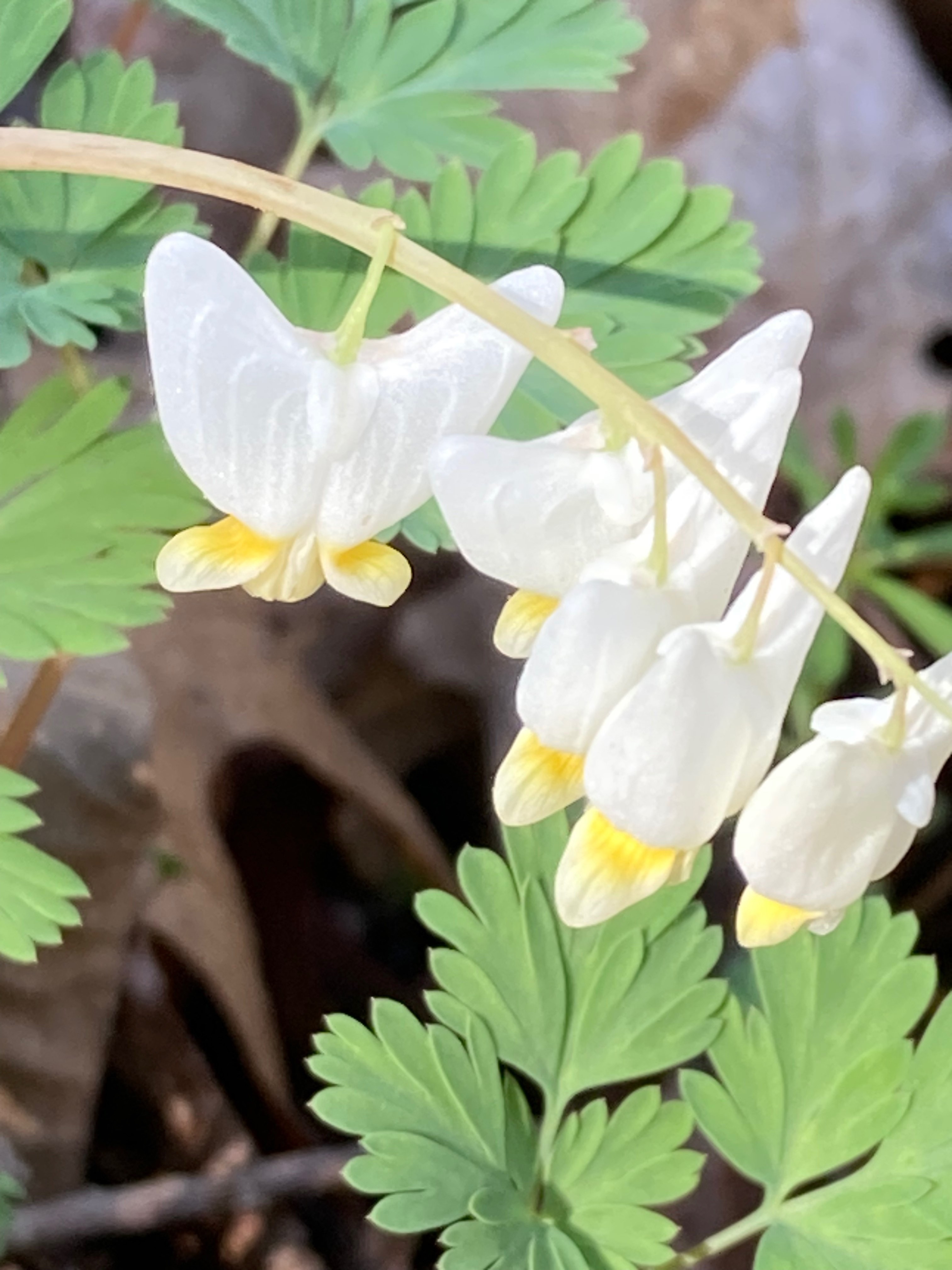 The Scientific Name is Dicentra cucullaria. You will likely hear them called Dutchman's Breeches, Dutchman's Britches. This picture shows the The flowers consists of two white sepals, two white outer spurred petals, and 2 inner petals that are pale yellow with small wings that curl upward. The spurs are joined together at the base.  of Dicentra cucullaria