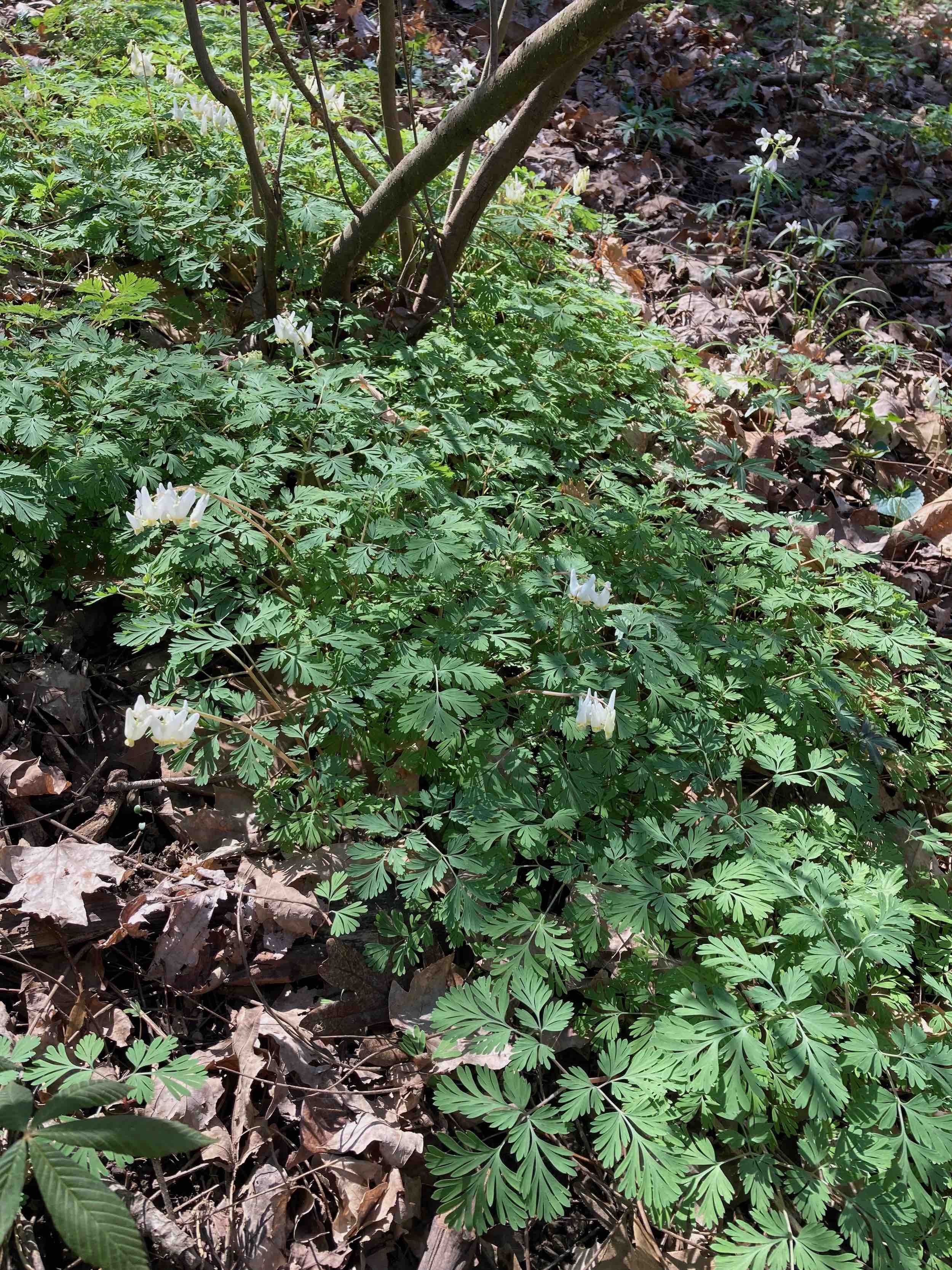 The Scientific Name is Dicentra cucullaria. You will likely hear them called Dutchman's Breeches, Dutchman's Britches. This picture shows the Large stands growing at Willie Duke's Bluff. The blue-green, ternately compound leaves are very lacey in appearance. of Dicentra cucullaria