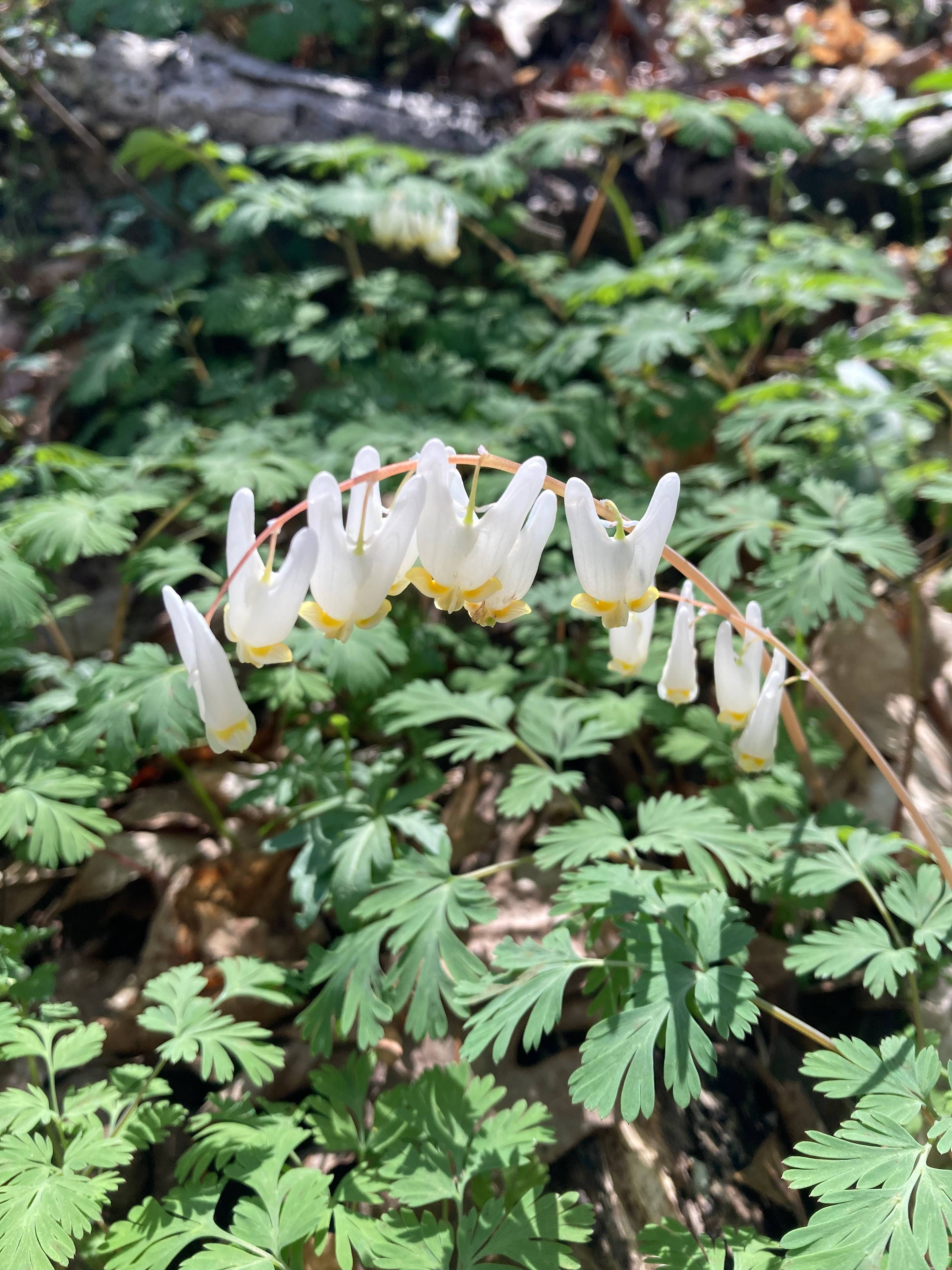 The Scientific Name is Dicentra cucullaria. You will likely hear them called Dutchman's Breeches, Dutchman's Britches. This picture shows the The raceme of white flowers are very distinctive, looking like pairs of pants on a clothesline. The racemes tend to bend to one side, with the flowers hanging upside-down from their pedicels. of Dicentra cucullaria