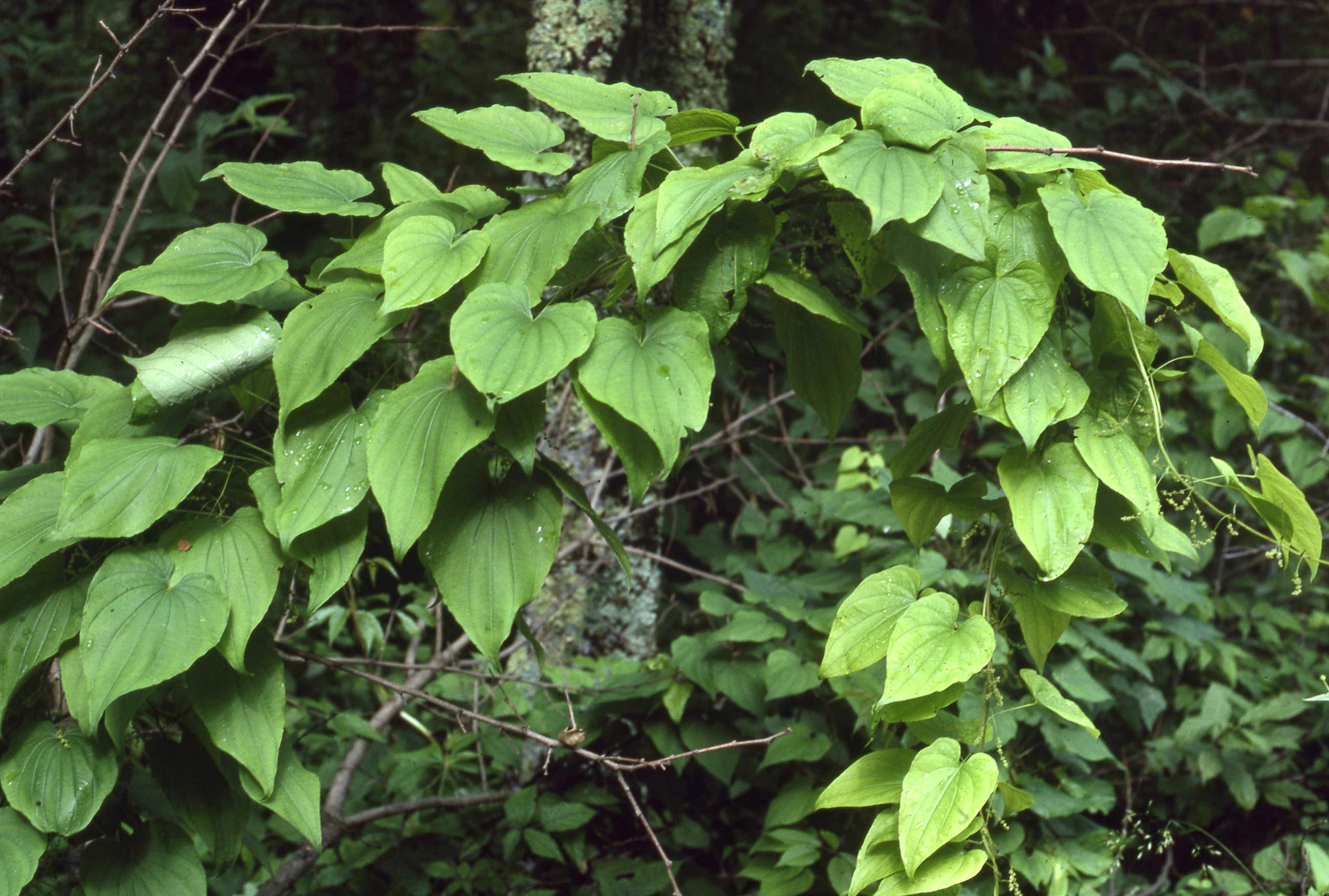 The Scientific Name is Dioscorea villosa. You will likely hear them called Wild Yam. This picture shows the Heart-shaped leaves with distinct venation; male and female flowers on separate plants (dioecious). of Dioscorea villosa