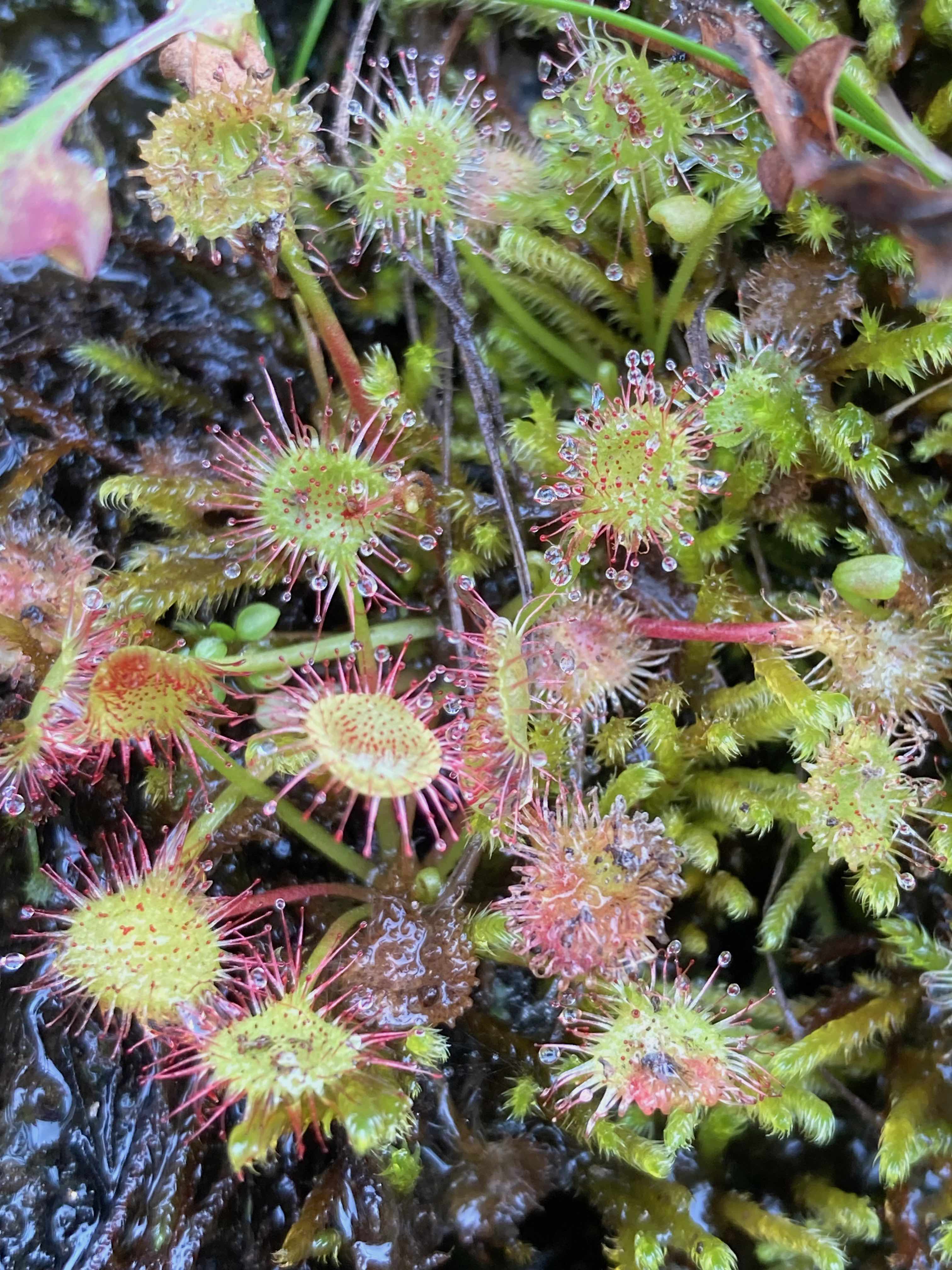 The Scientific Name is Drosera rotundifolia. You will likely hear them called Roundleaf Sundew. This picture shows the  The slender petiole ends abruptly with a wide, glandular blade. of Drosera rotundifolia