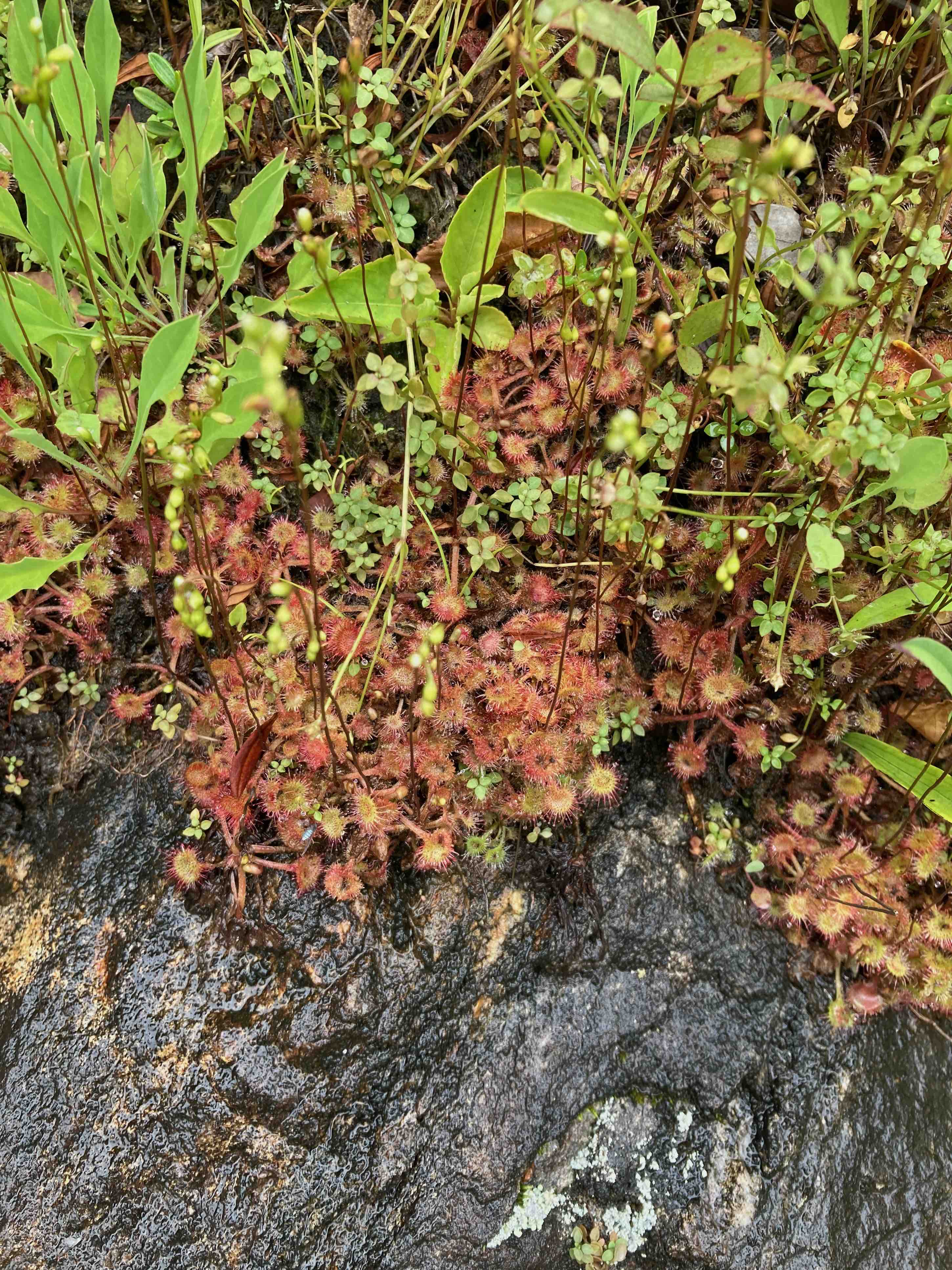 The Scientific Name is Drosera rotundifolia. You will likely hear them called Roundleaf Sundew. This picture shows the A very dense population on a steep rocky cliff along the Blue Ridge Parkway (vertical bog). of Drosera rotundifolia