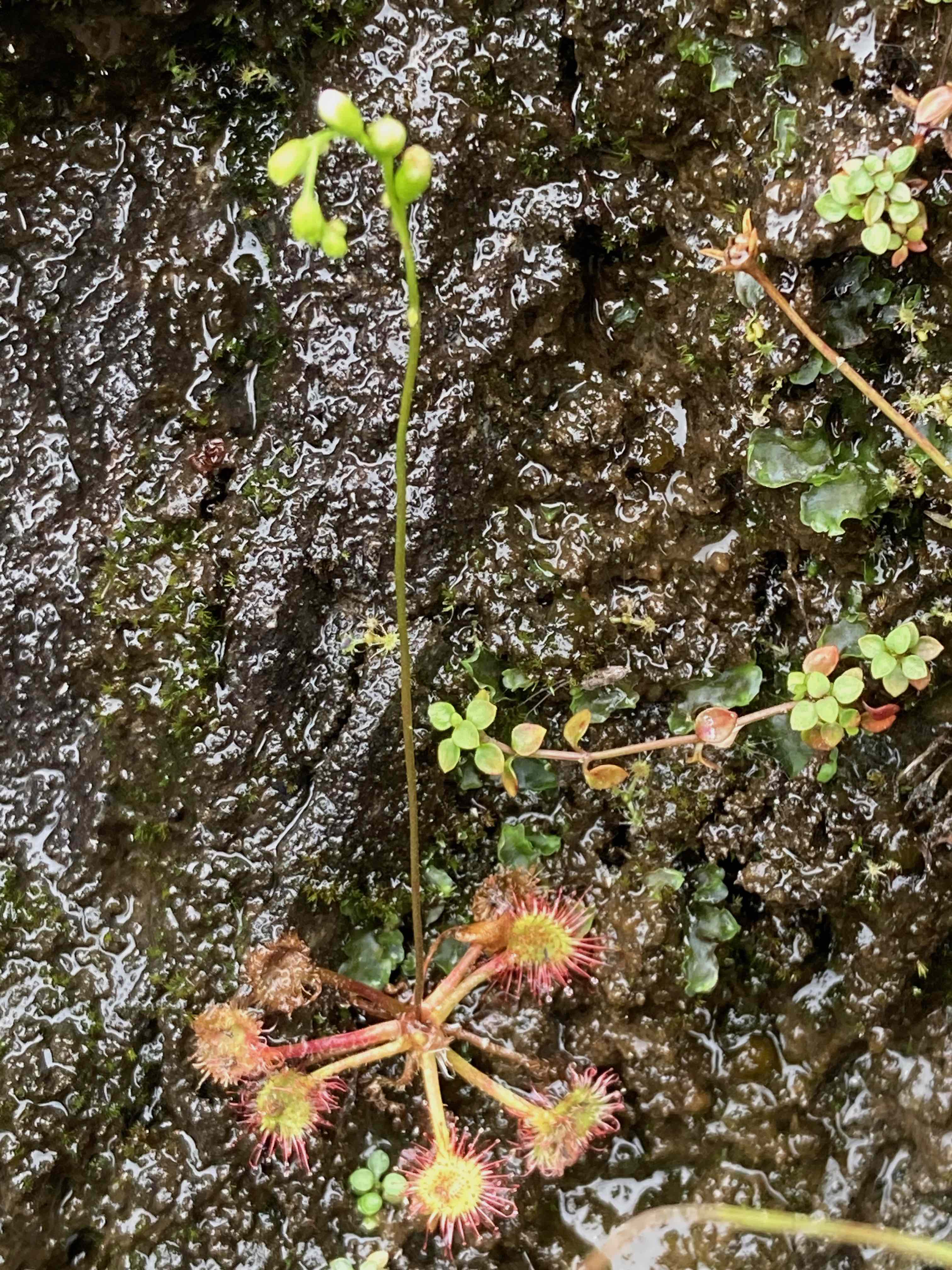 The Scientific Name is Drosera rotundifolia. You will likely hear them called Roundleaf Sundew. This picture shows the The flowering stems grow about 5 inches above the leaves.  The white flowers are arranged in a spike. of Drosera rotundifolia