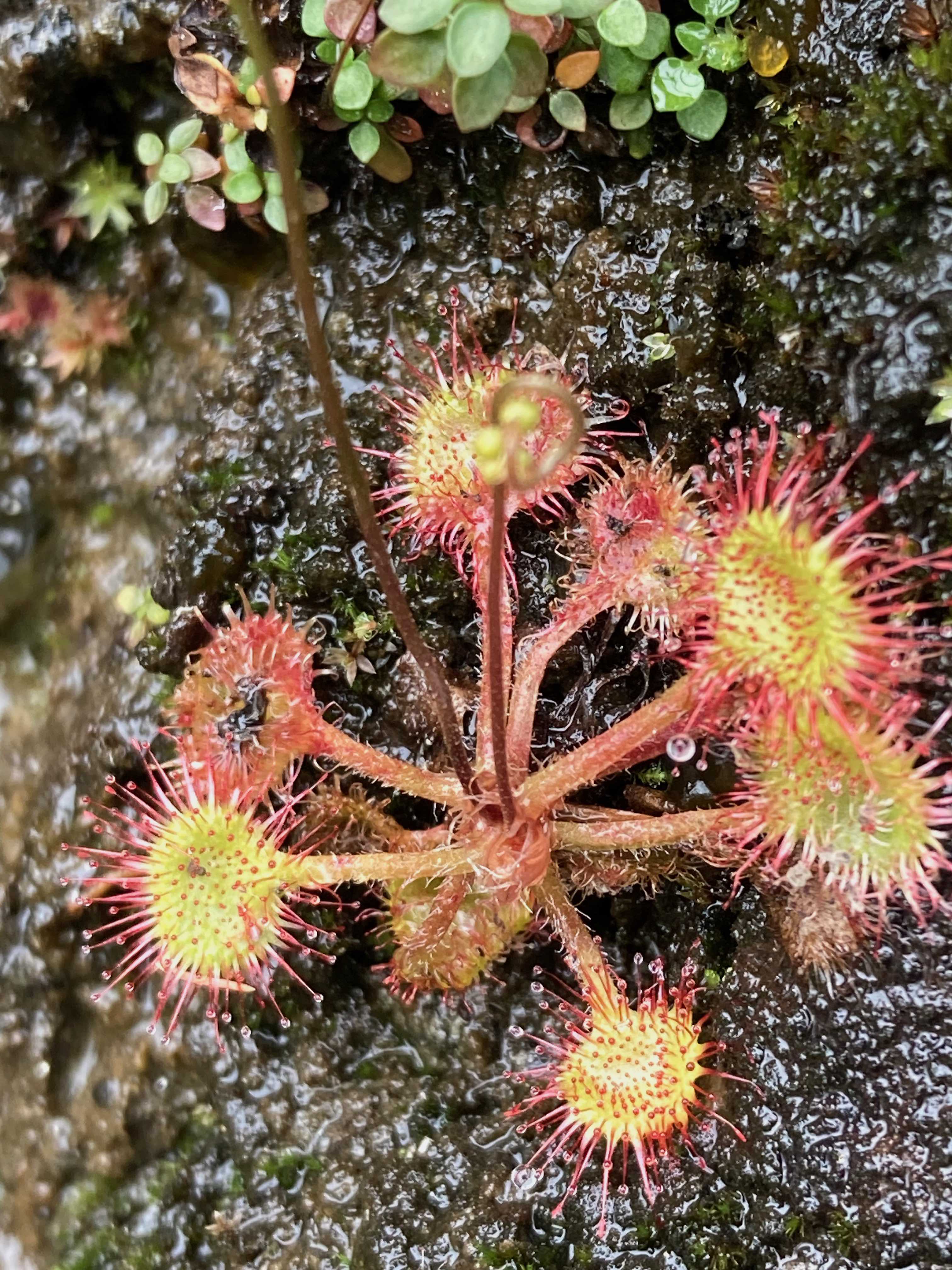 The Scientific Name is Drosera rotundifolia. You will likely hear them called Roundleaf Sundew. This picture shows the  Has a rosette of glandular leaves that spread horizontally or diagonally from a central node of Drosera rotundifolia