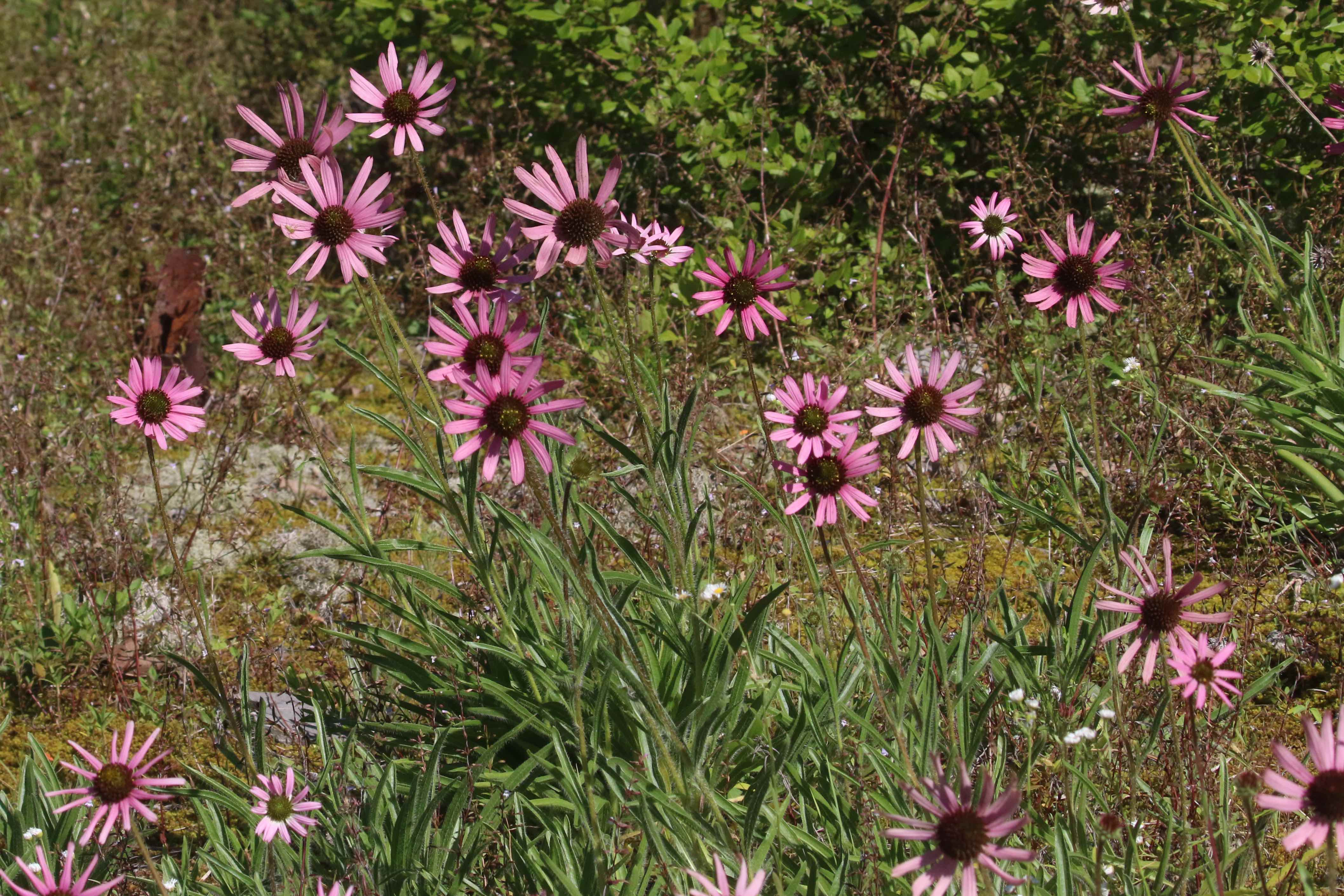 The Scientific Name is Echinacea tennesseensis. You will likely hear them called Tennessee Purple Coneflower. This picture shows the A blossom cluster showing the distinctive narrow leaves covered with hairs. of Echinacea tennesseensis