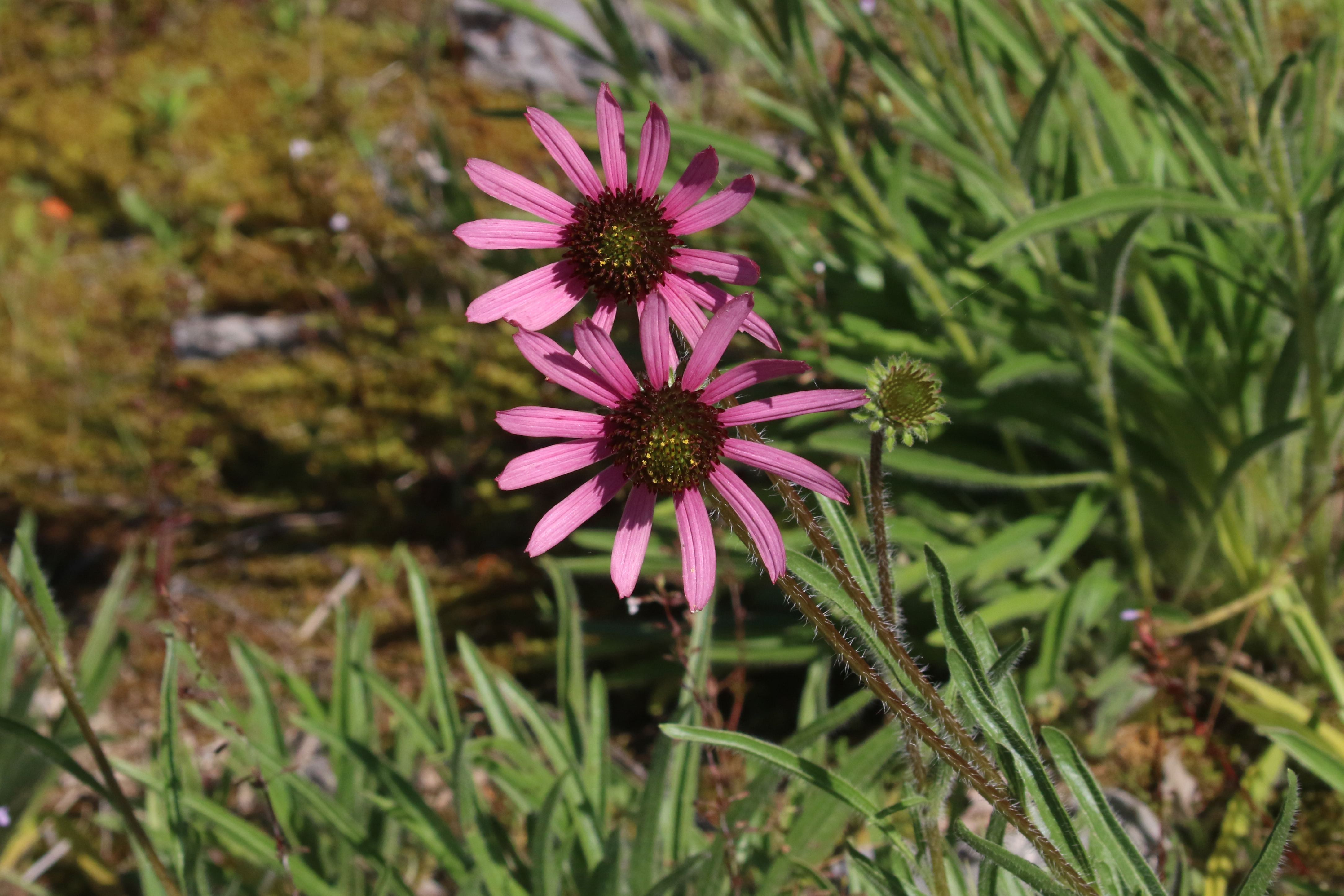The Scientific Name is Echinacea tennesseensis. You will likely hear them called Tennessee Purple Coneflower. This picture shows the Note the densely hairy stems and leaves. of Echinacea tennesseensis
