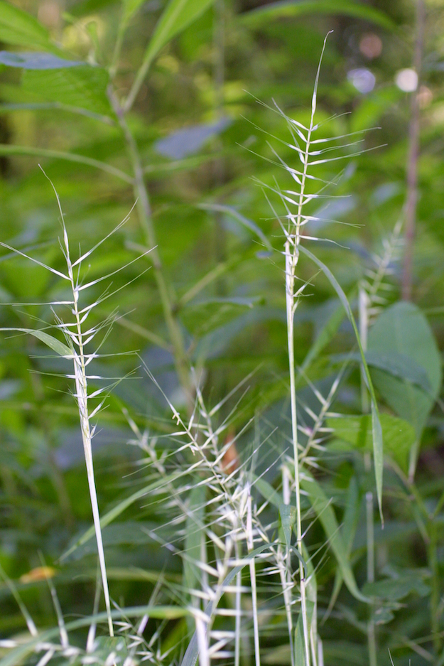 The Scientific Name is Elymus hystrix [= Hystrix patula]. You will likely hear them called Bottlebrush Grass, Eastern Bottle-brush Grass. This picture shows the The seeds of Bottlebrush Grass have very long awns of Elymus hystrix [= Hystrix patula]