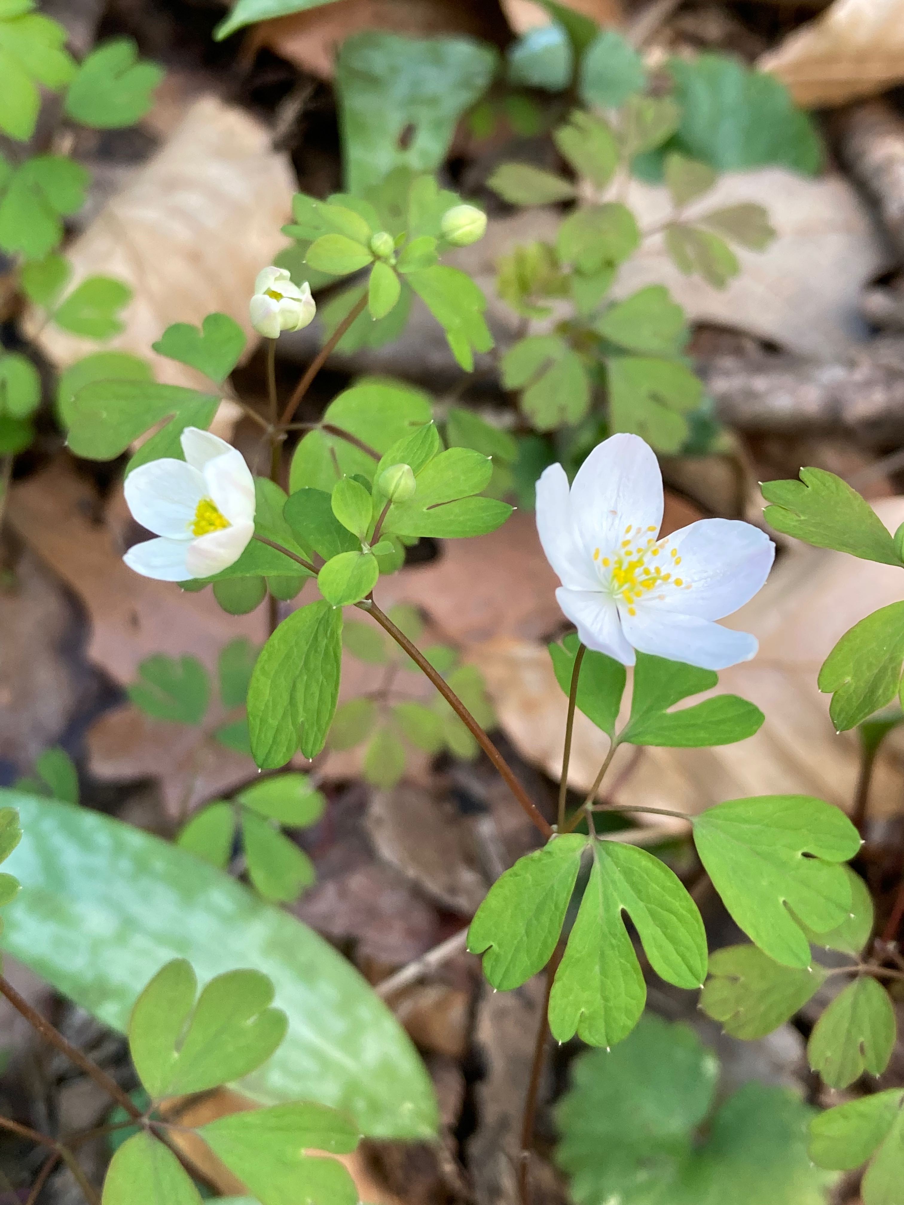 The Scientific Name is Enemion biternatum [= Isopyrum biternatum]. You will likely hear them called False Rue-anemone, Atlantic Isopyrum. This picture shows the The compound leaves have variously deeply lobed leaflets, some looking like mittens. The similar Rue Anemone (<em>Thalictrum thalictroides</em>) has leaflets that are more rounded and only slightly lobed. of Enemion biternatum [= Isopyrum biternatum]
