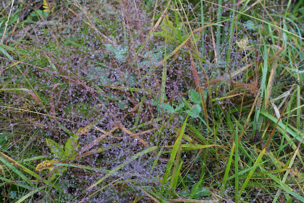 The Scientific Name is Eragrostis spectabilis. You will likely hear them called Purple Lovegrass, Tumblegrass, Petticoat Climber. This picture shows the Morning dew on Purple Lovegrass of Eragrostis spectabilis
