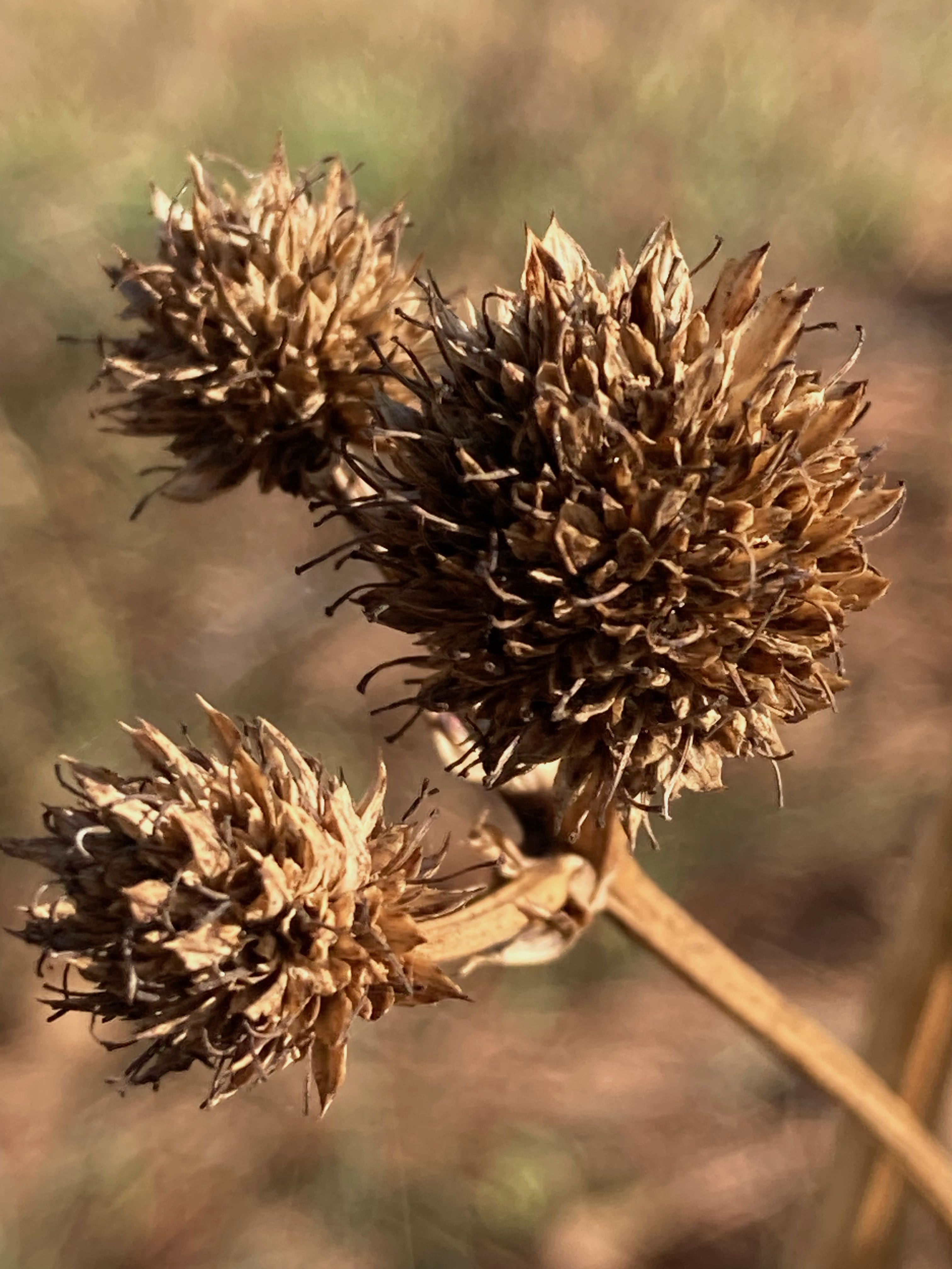 The Scientific Name is Eryngium yuccifolium. You will likely hear them called Rattlesnake-master, Button Eryngo. This picture shows the End of the season flowering stalk with dried umbels. of Eryngium yuccifolium