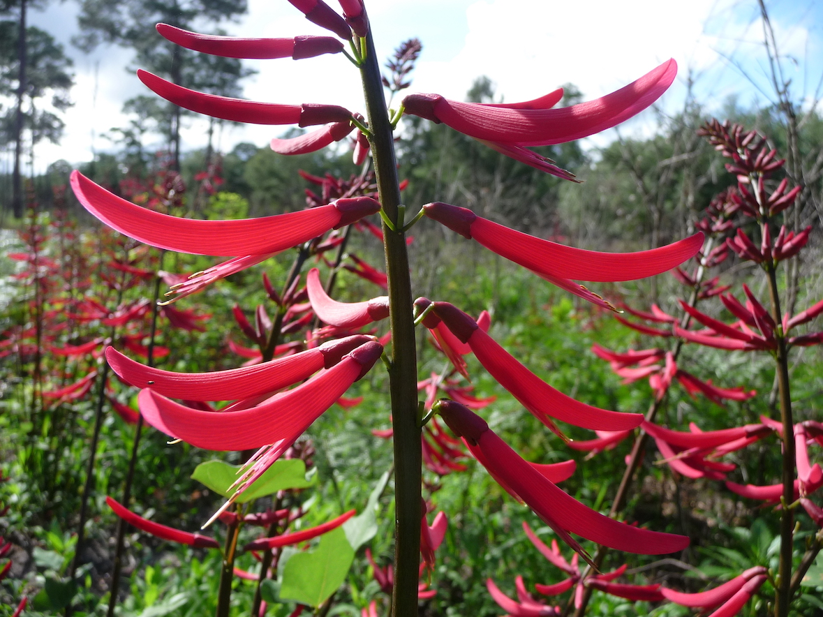 The Scientific Name is Erythrina herbacea. You will likely hear them called Coral Bean, Coralbean, Coral-bean, Redcardinal, Cardinal-spear. This picture shows the Close-up of tubular flowers on terminal stalks. of Erythrina herbacea