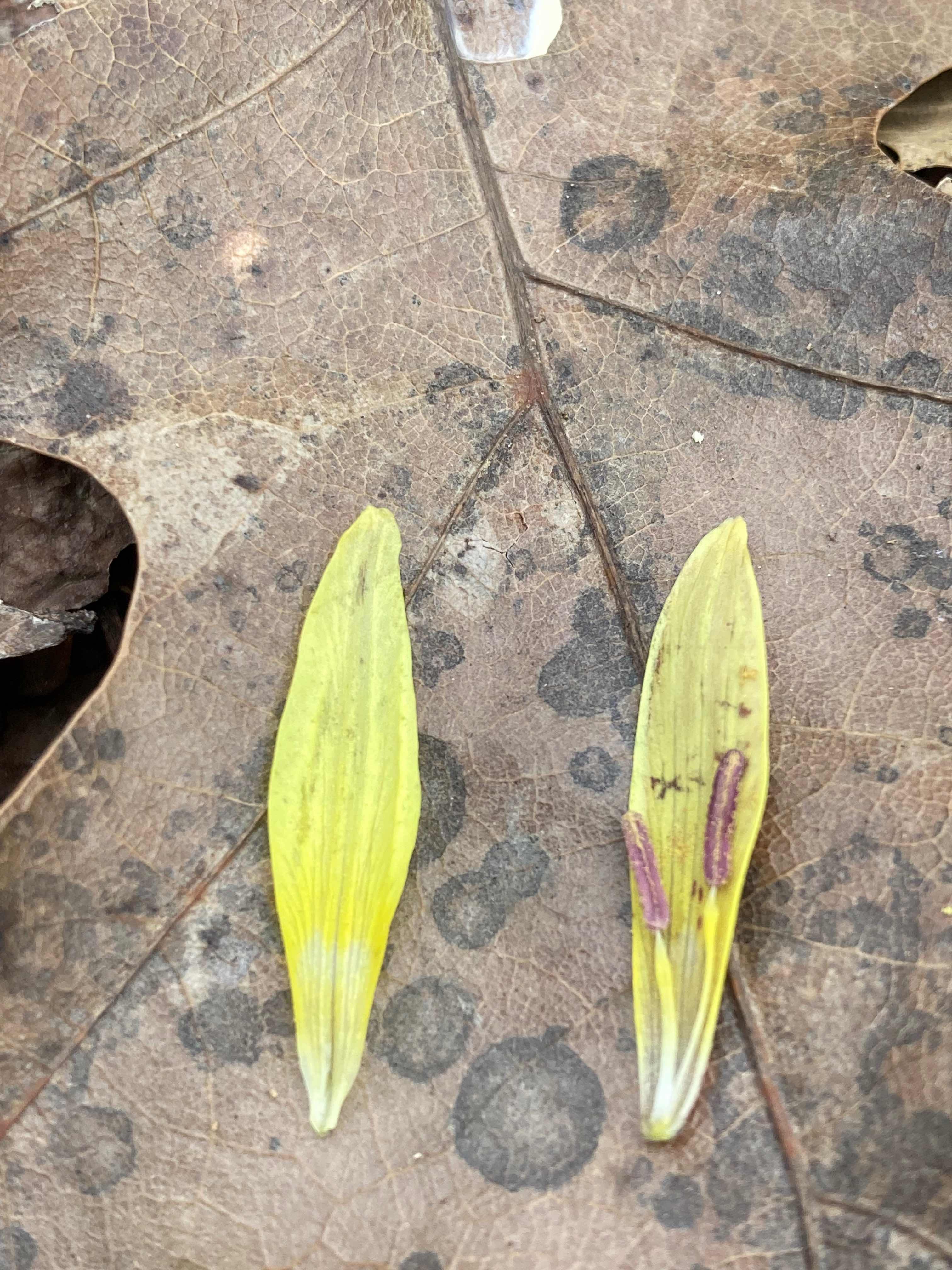 The Scientific Name is Erythronium umbilicatum [split from Erythronium americanum]. You will likely hear them called Dimpled Trout Lily, Dog-tooth Violet, Fawn Lily. This picture shows the  The  base of the inner 3 tepals do not have an auricle as does the similar <em>E. americanum.</em> of Erythronium umbilicatum [split from Erythronium americanum]