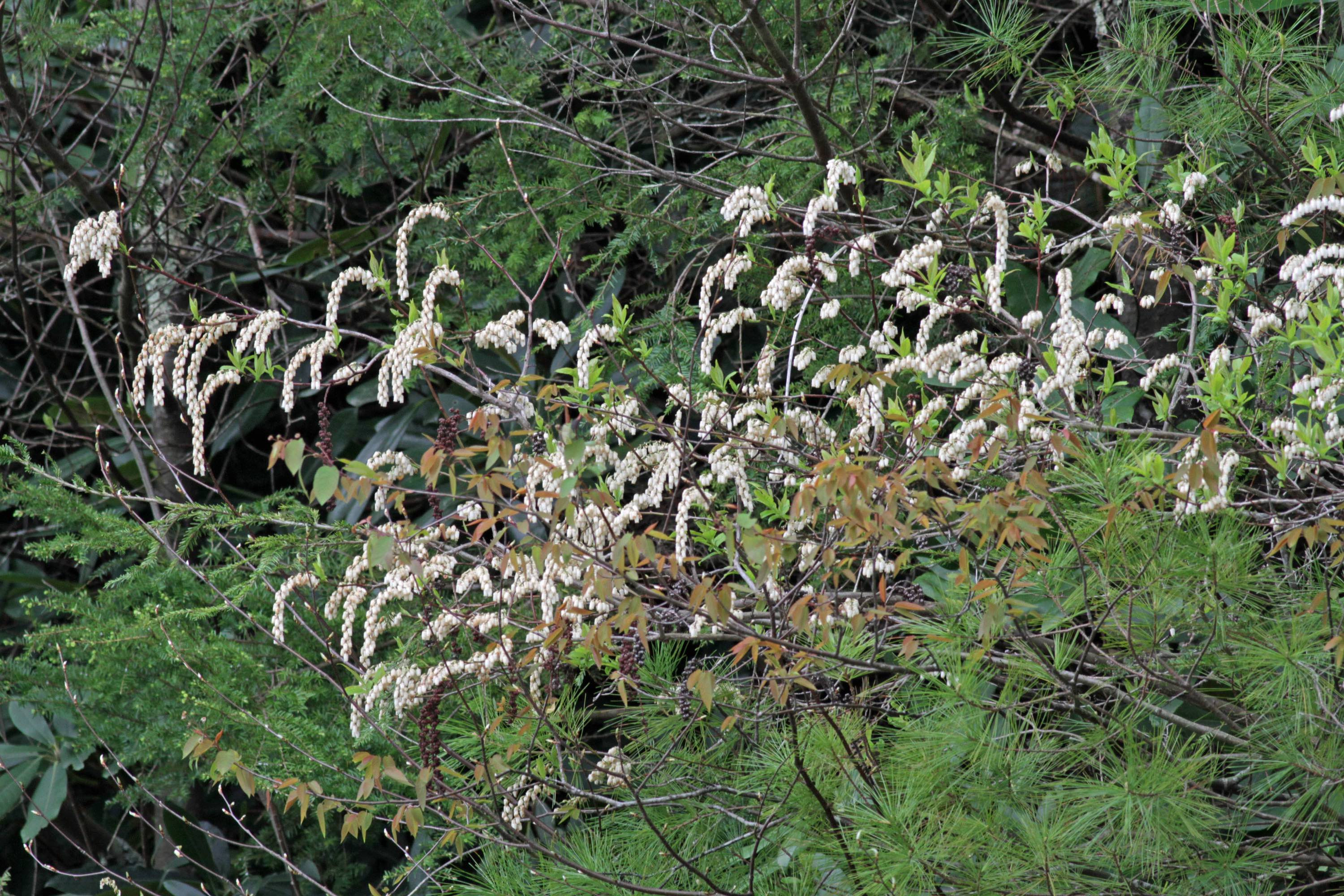 The Scientific Name is Eubotrys recurvus [= Leucothoe recurva]. You will likely hear them called Mountain Fetterbush, Redtwig Doghobble. This picture shows the Eubotrys recurvus at peak bloom along the Blue Ridge Parkway in late April. of Eubotrys recurvus [= Leucothoe recurva]