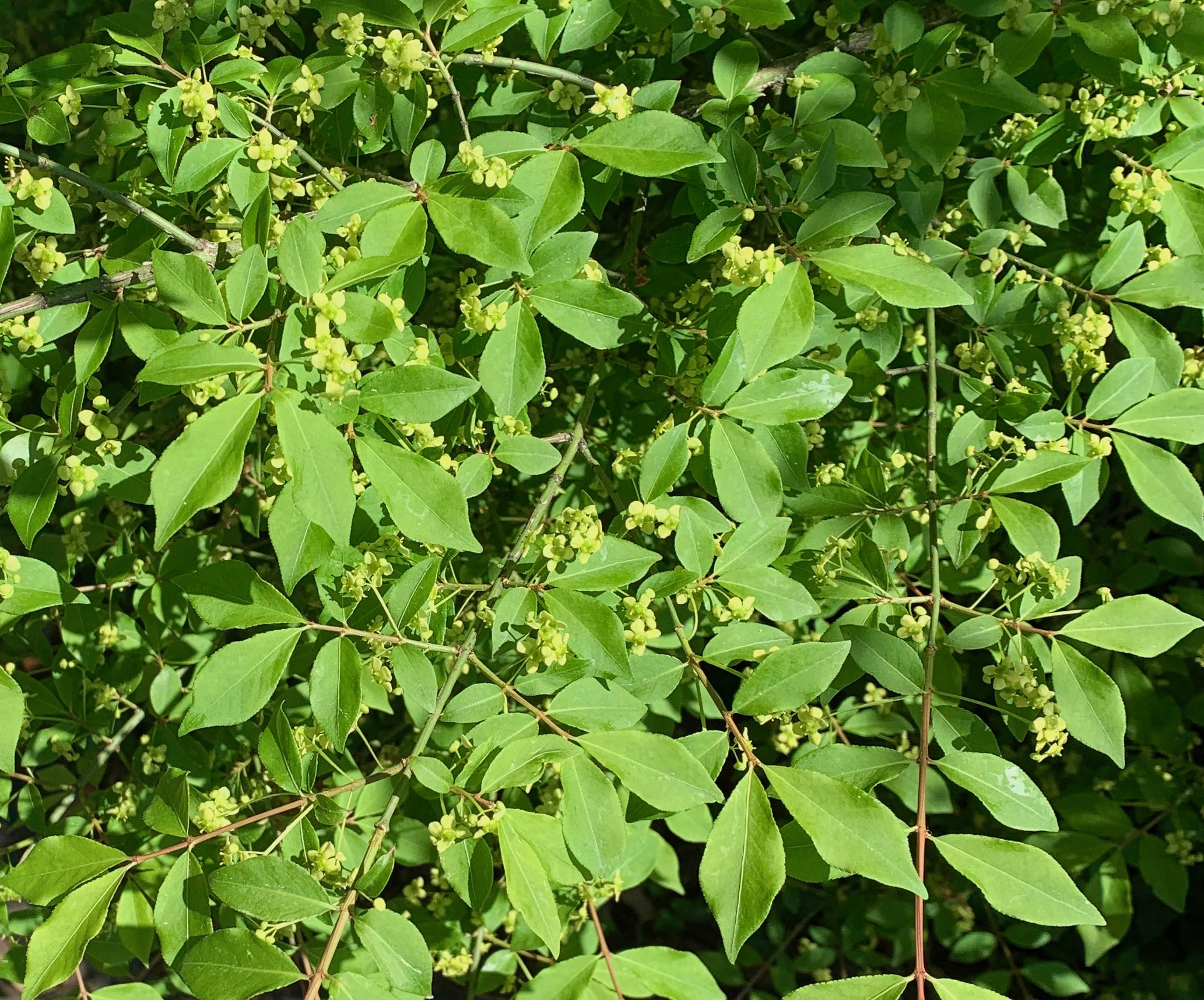 The Scientific Name is Euonymus alatus. You will likely hear them called Winged Euonymus, Burning Bush, Winged Wahoo. This picture shows the Opposite, deciduous leaves with sessile (or nearly so), finely toothed leaves. The inconspicuous 4-petaled flowers are pale greenish-yellow. Older twigs and branches have corky 