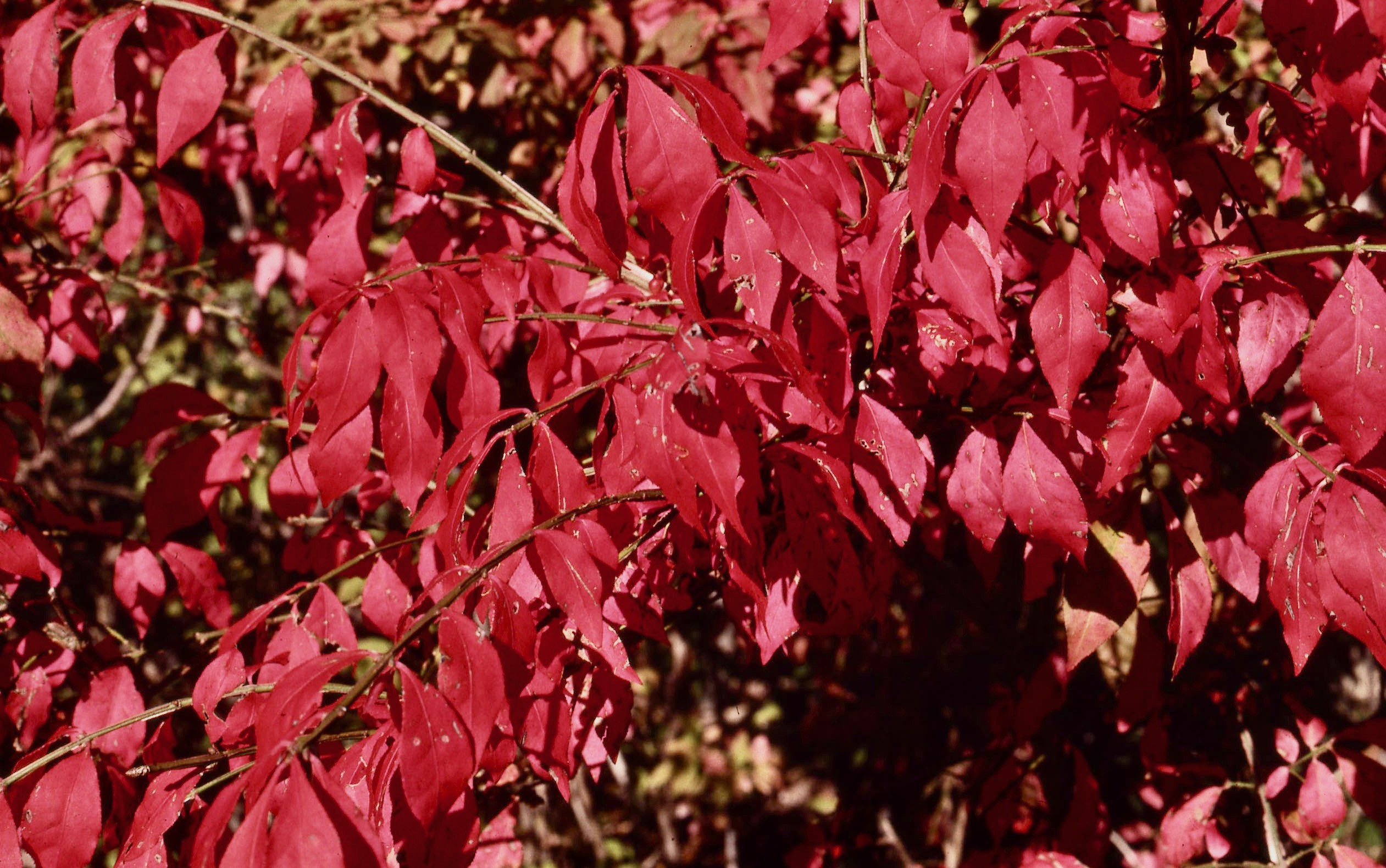 The Scientific Name is Euonymus alatus. You will likely hear them called Winged Euonymus, Burning Bush, Winged Wahoo. This picture shows the The brilliant red fall foliage gives this plant the name 
