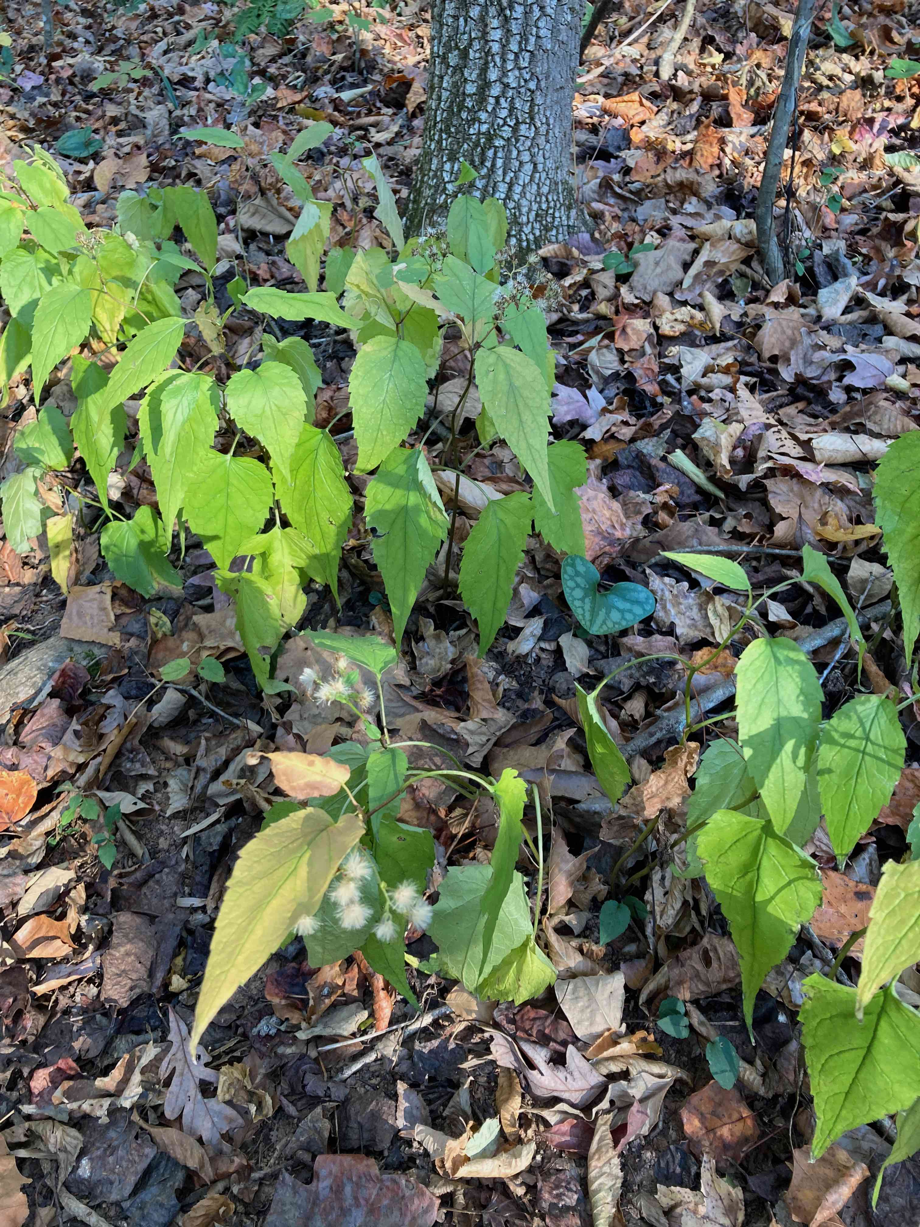The Scientific Name is Eurybia divaricata [= Aster divaricatus]. You will likely hear them called White Wood Aster, Common White Heart-Leaved Aster. This picture shows the Plants at the end of the growing season in early November. of Eurybia divaricata [= Aster divaricatus]