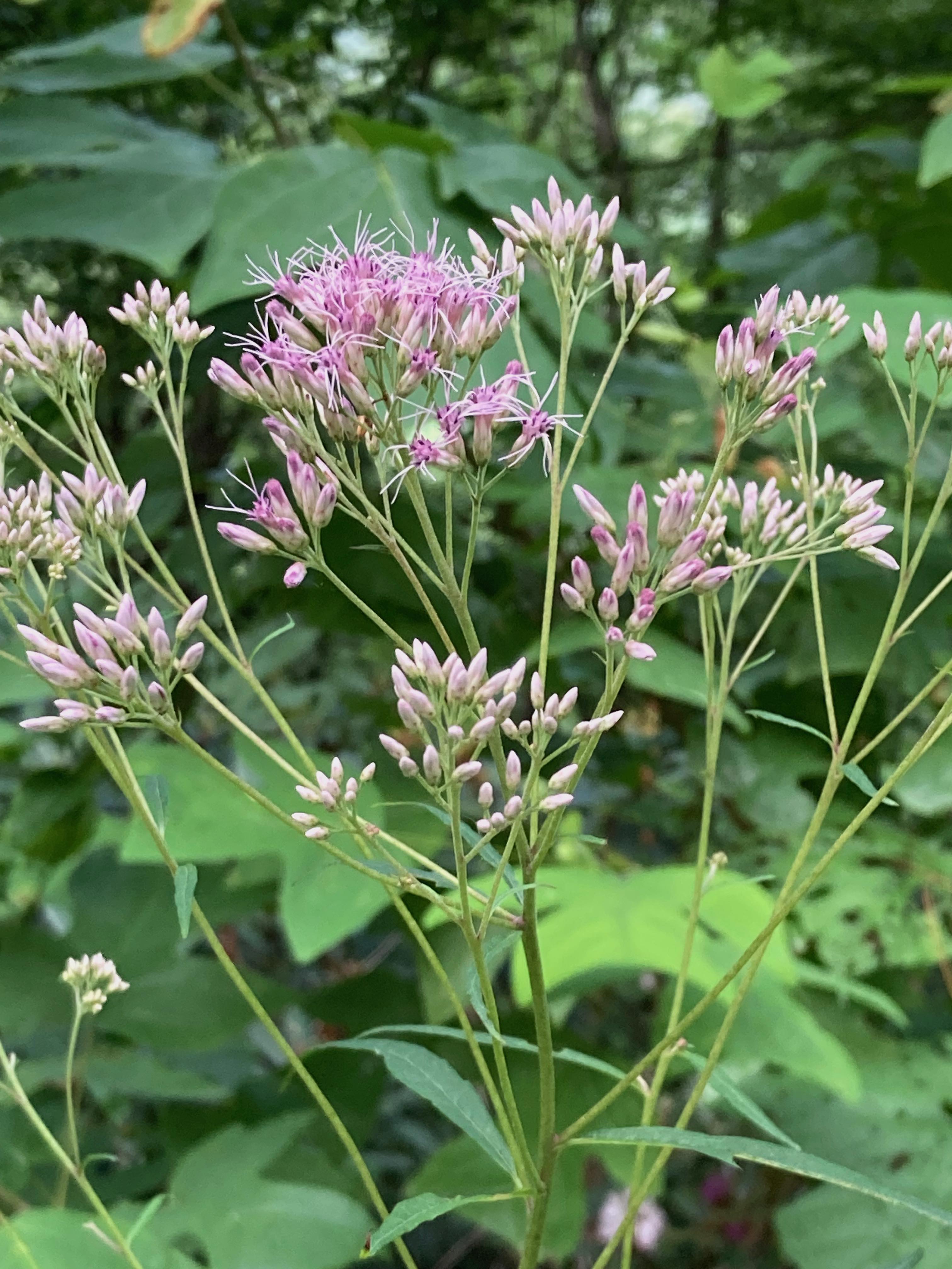 The Scientific Name is Eutrochium fistulosum  [= Eupatorium fistulosum]. You will likely hear them called Hollow-stem Joe-Pye-weed, Queen of the Meadow. This picture shows the The inflorescence is a terminal panicle of flowerheads. Each flowerhead consists of pink disc florets, ray florets are lacking. of Eutrochium fistulosum  [= Eupatorium fistulosum]