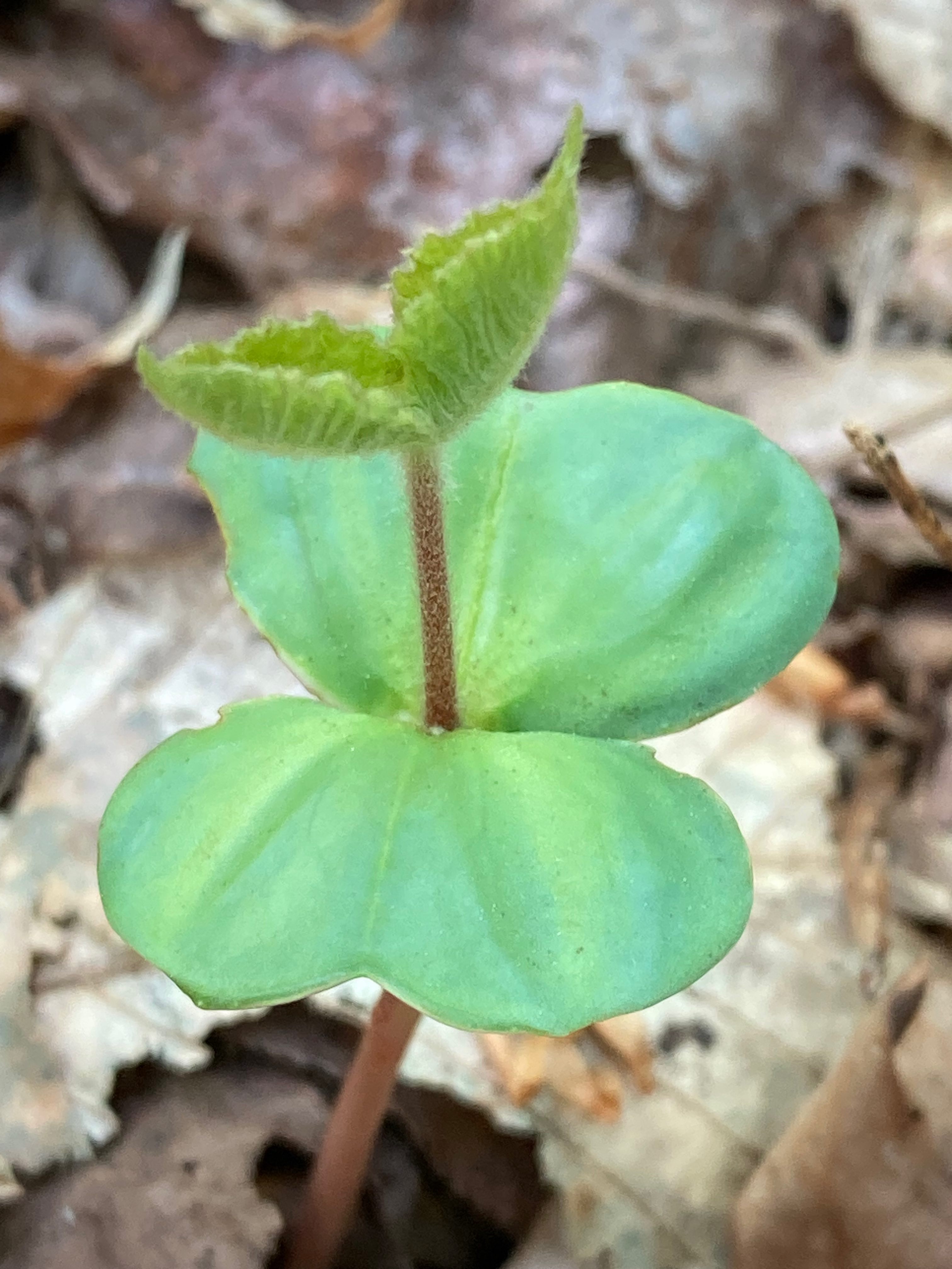 The Scientific Name is Fagus grandifolia. You will likely hear them called American Beech, Gray Beech, Red Beech, White Beech. This picture shows the Newly germinated seedling with very distinctive cotyledons. of Fagus grandifolia