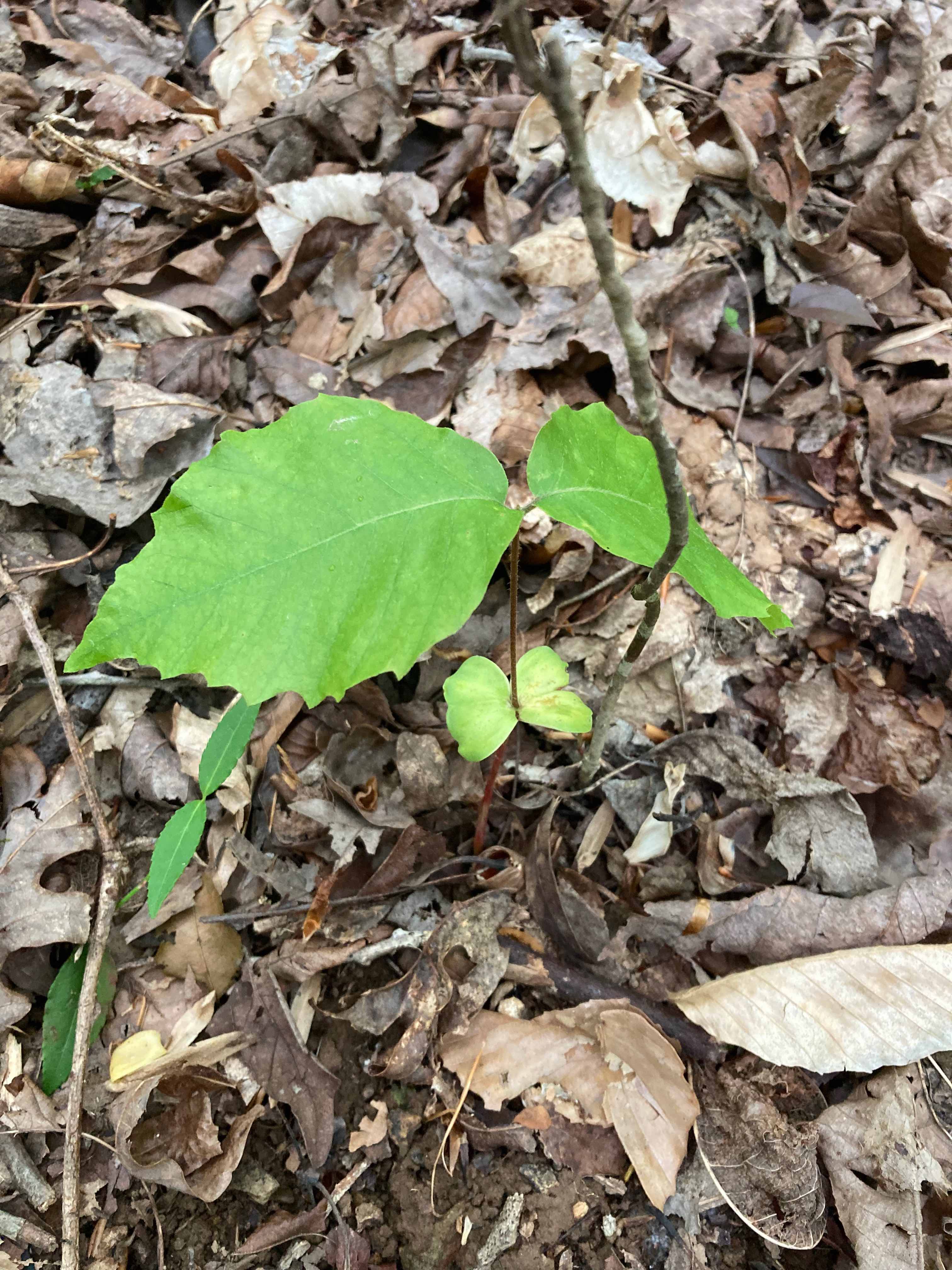 The Scientific Name is Fagus grandifolia. You will likely hear them called American Beech, Gray Beech, Red Beech, White Beech. This picture shows the A little bit older seedling with fully expanded first true leaves. of Fagus grandifolia