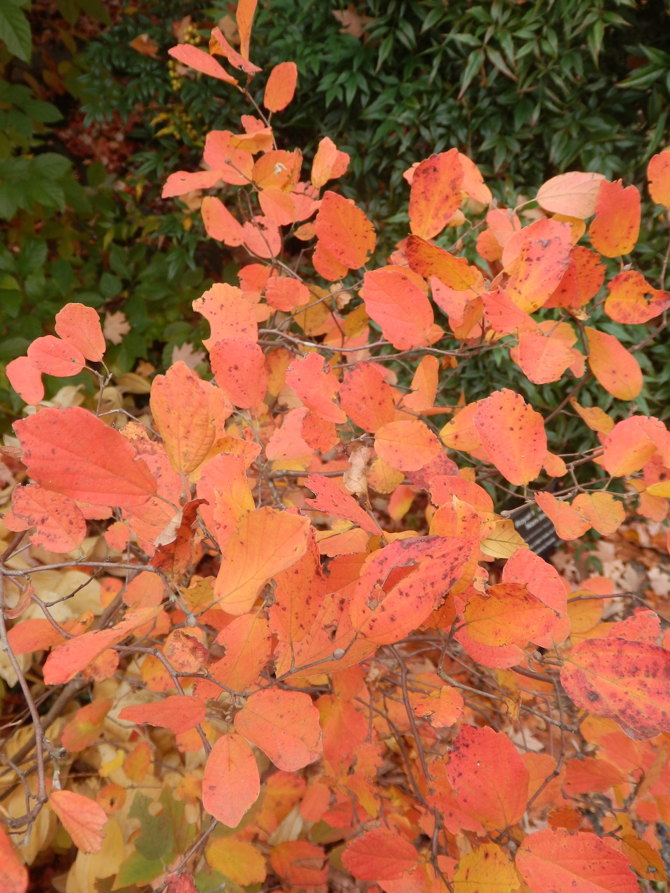The Scientific Name is Fothergilla gardenii. You will likely hear them called Coastal Witch-alder, Dwarf Fothergilla. This picture shows the Beautiful Fall color of Fothergilla gardenii