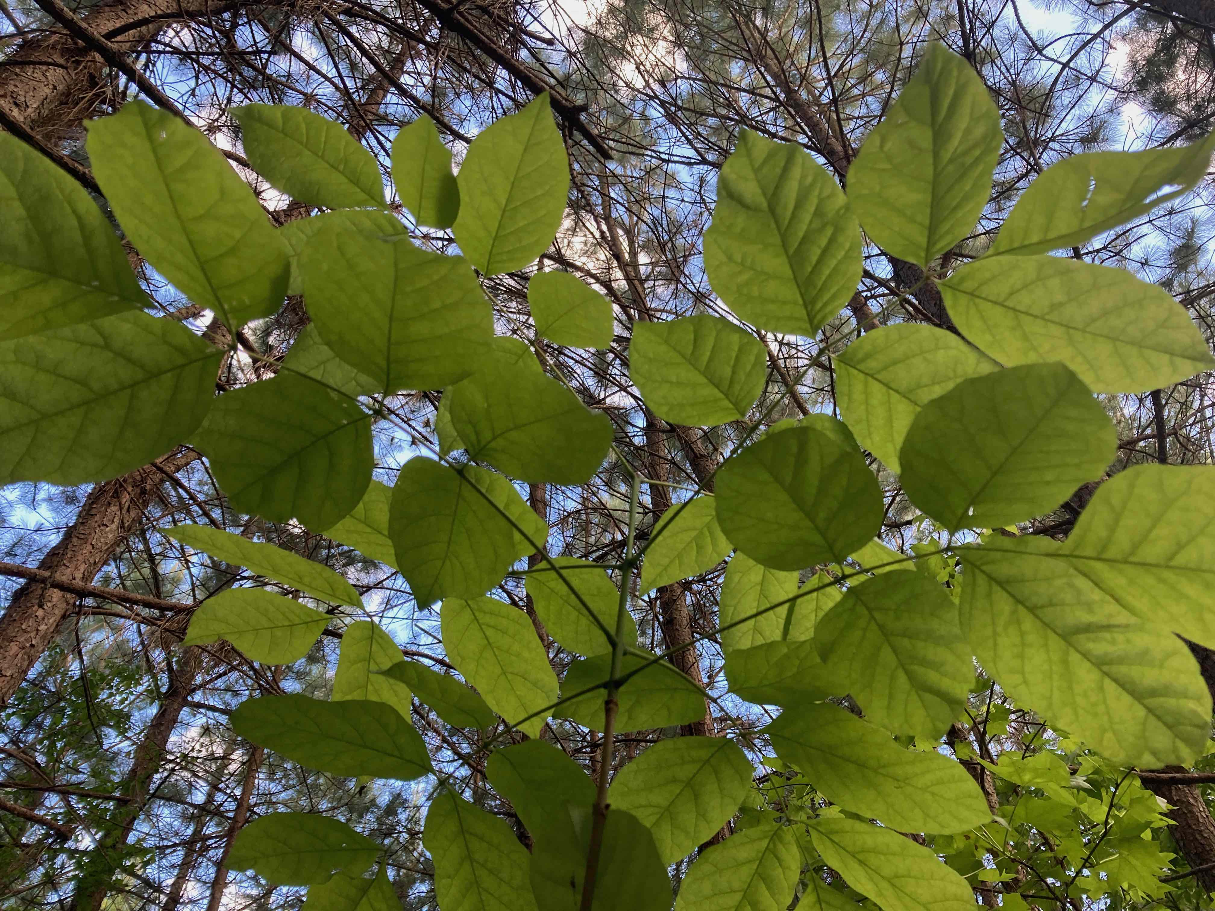 The Scientific Name is Fraxinus americana. You will likely hear them called White Ash, American Ash. This picture shows the Large opposite compound leaves. of Fraxinus americana