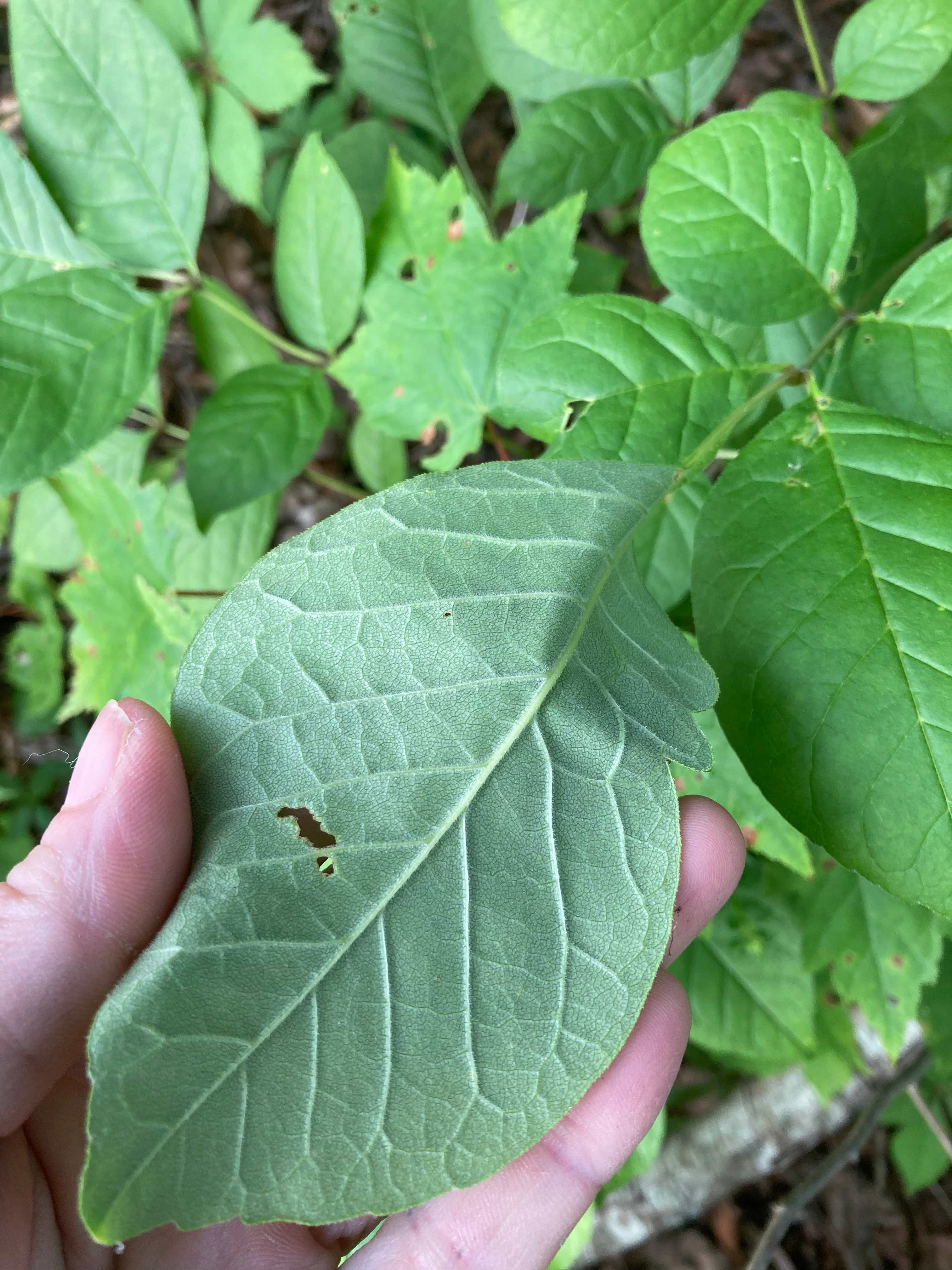 The Scientific Name is Fraxinus americana. You will likely hear them called White Ash, American Ash. This picture shows the  The undersides of leaflets are usually whitened as compared to the medium green tops. of Fraxinus americana