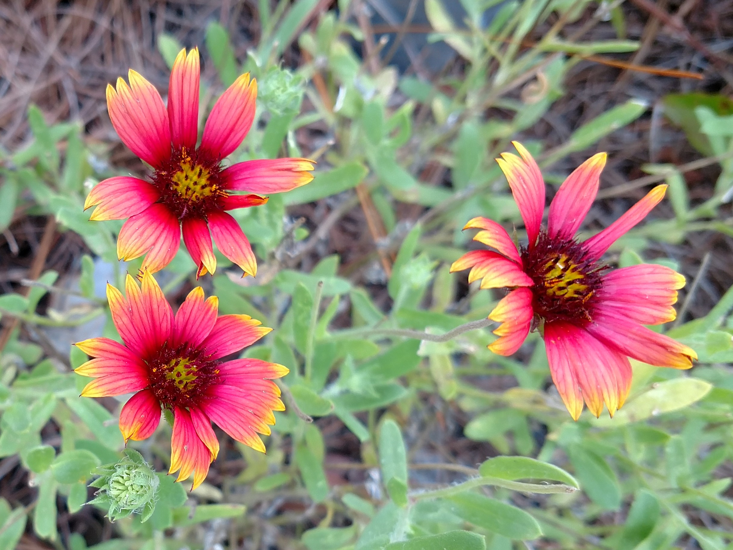 The Scientific Name is Gaillardia pulchella var. drummondii. You will likely hear them called Beach Blanket-flower. This picture shows the Close-up of spectacular blooms of Gaillardia pulchella var. drummondii