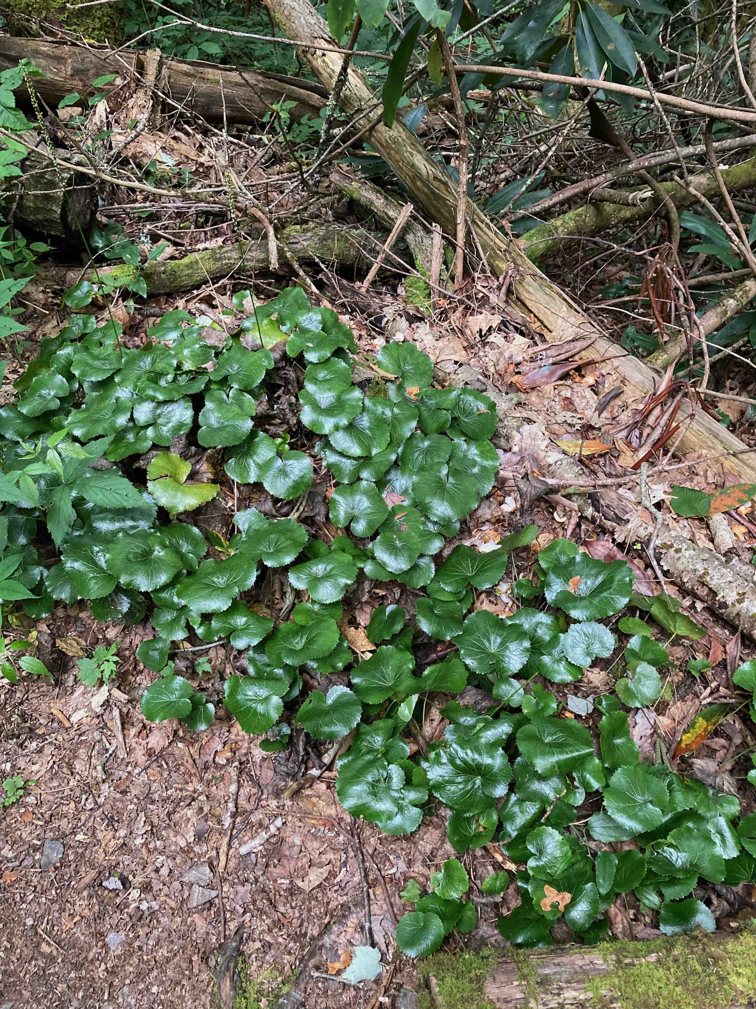 The Scientific Name is Galax urceolata [= Galax aphylla]. You will likely hear them called Galax, Beetleweed. This picture shows the Shiny, dark green, round, evergreen leaves. Found in dense patches as it is rhizomatous. of Galax urceolata [= Galax aphylla]