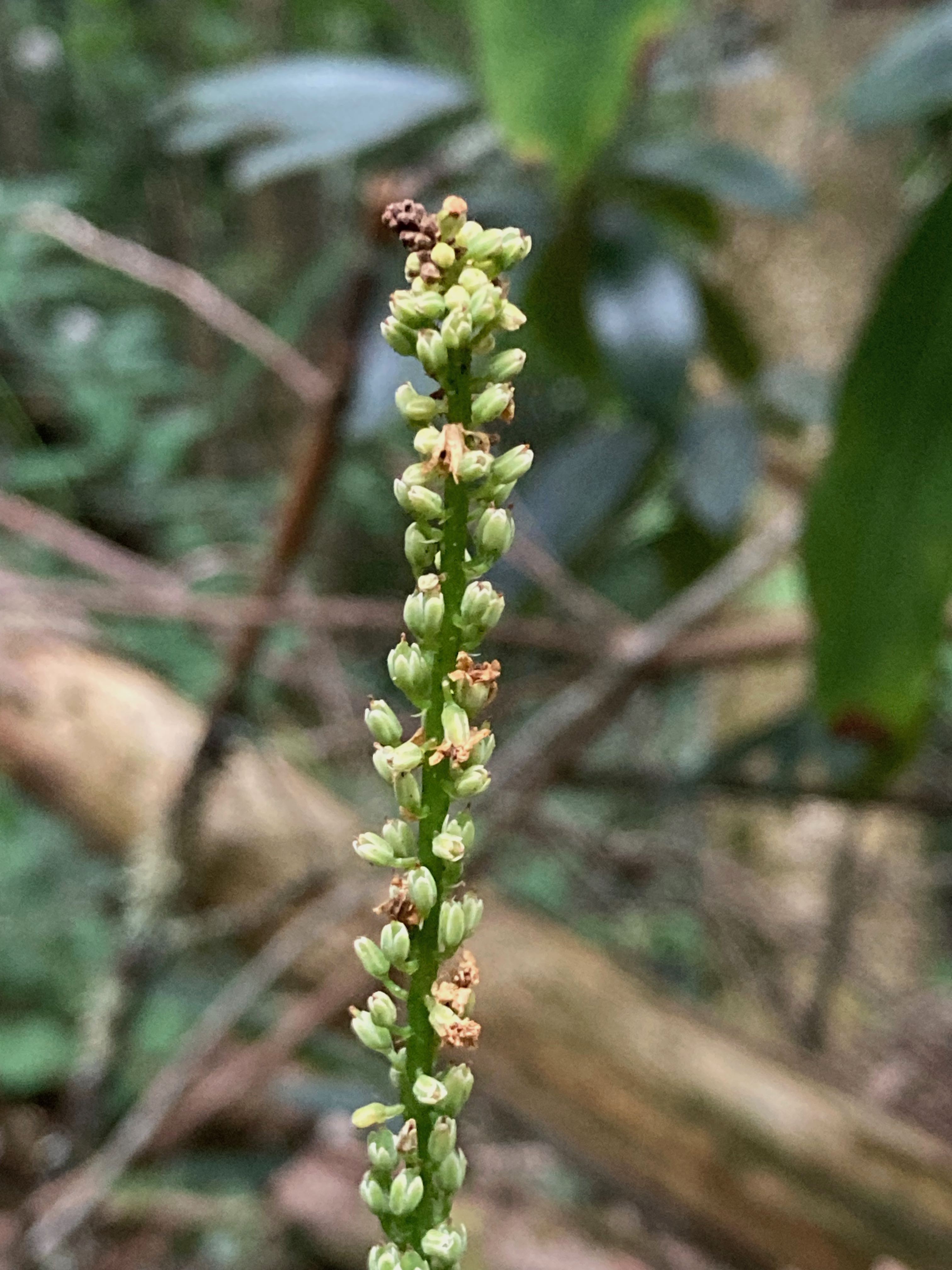 The Scientific Name is Galax urceolata [= Galax aphylla]. You will likely hear them called Galax, Beetleweed. This picture shows the Raceme just after flowering. of Galax urceolata [= Galax aphylla]