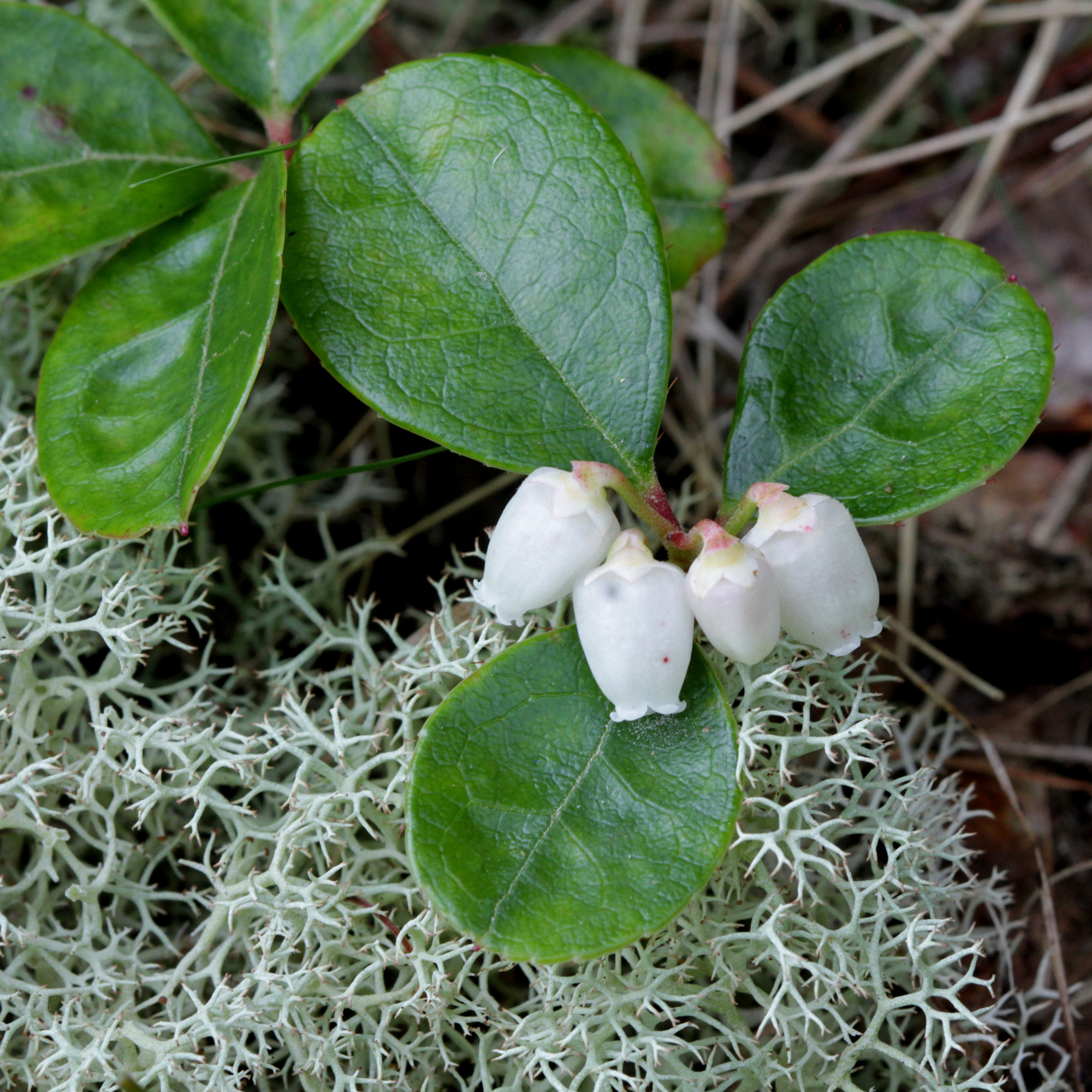 The Scientific Name is Gaultheria procumbens. You will likely hear them called Eastern Teaberry, Wintergreen, Checkerberry. This picture shows the Blossoms are white to pinkish, bell-shaped, developing io leaf axils.  Leaves are evergreen, ovate, leathery with a wintergreen scent. of Gaultheria procumbens