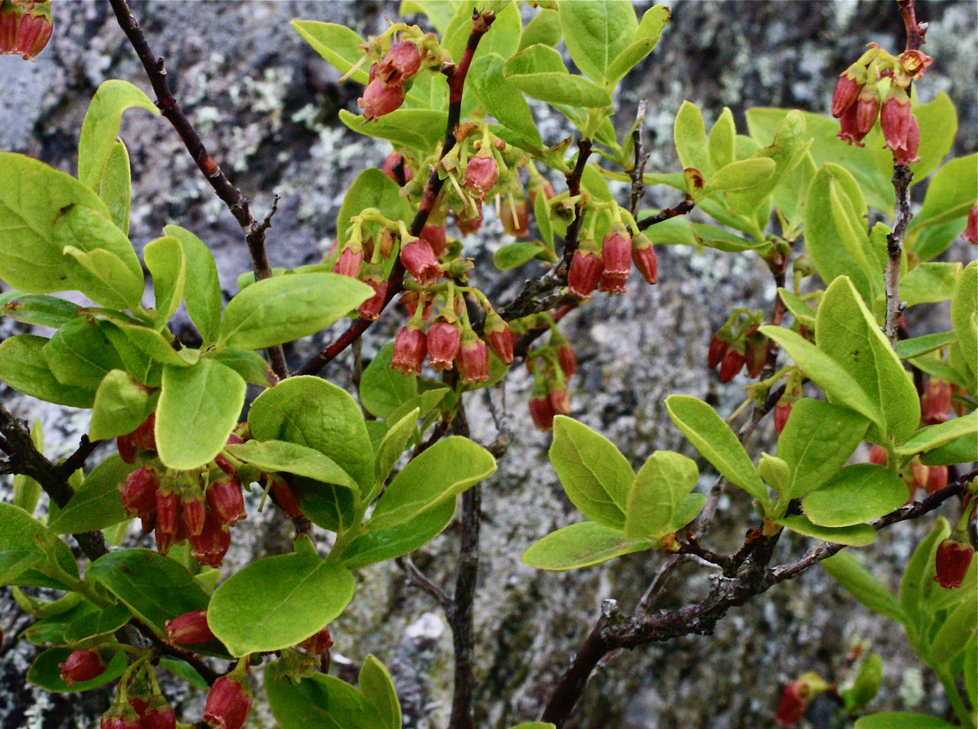 The Scientific Name is Gaylussacia baccata. You will likely hear them called Black Huckleberry, Crackleberry. This picture shows the Red, bell-shaped flowers; leaves sticky with resin dots of Gaylussacia baccata