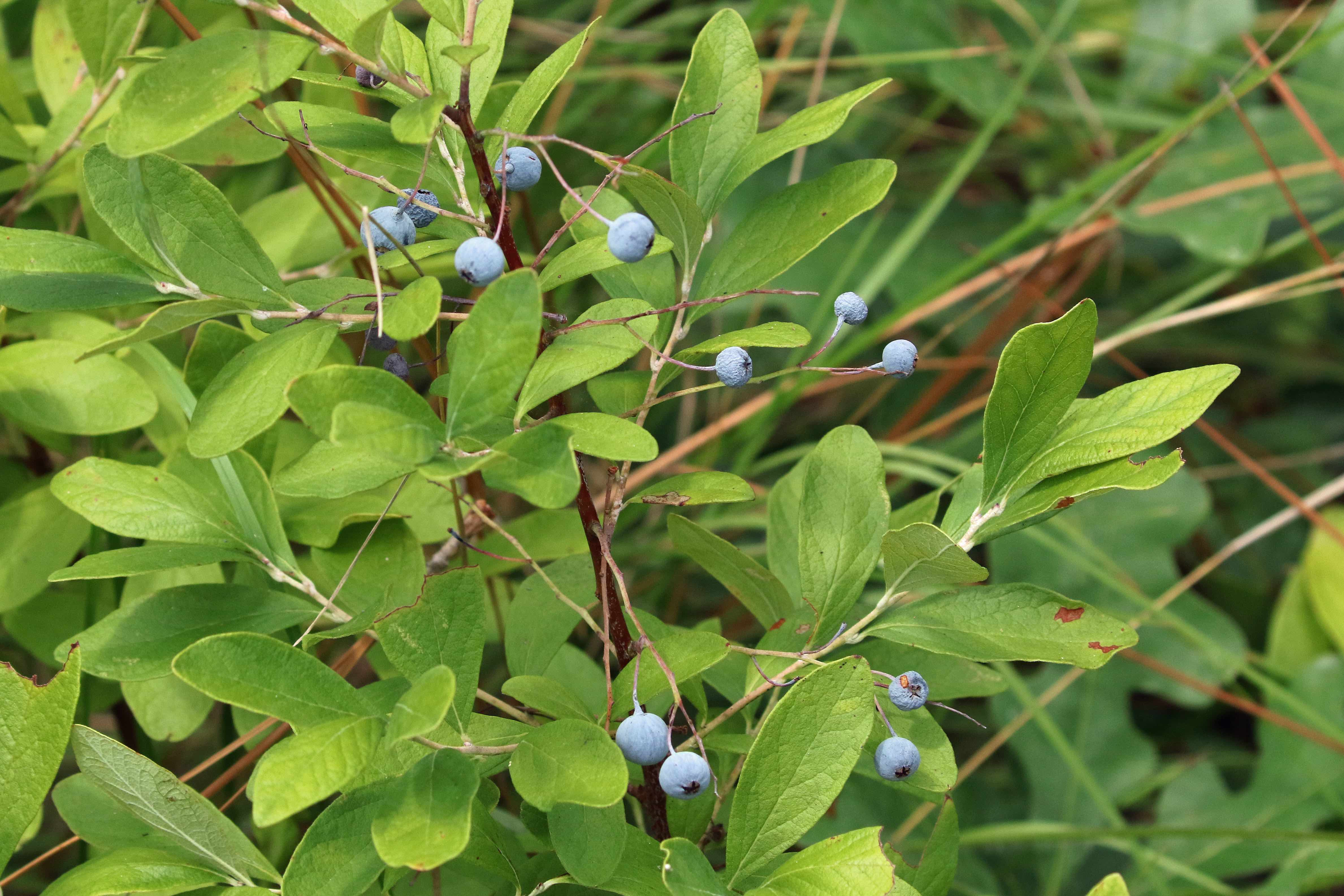 The Scientific Name is Gaylussacia frondosa. You will likely hear them called Blue Huckleberry, Dangleberry. This picture shows the The pale blue fruits are produced on long, branching stalks that might account for a common name 