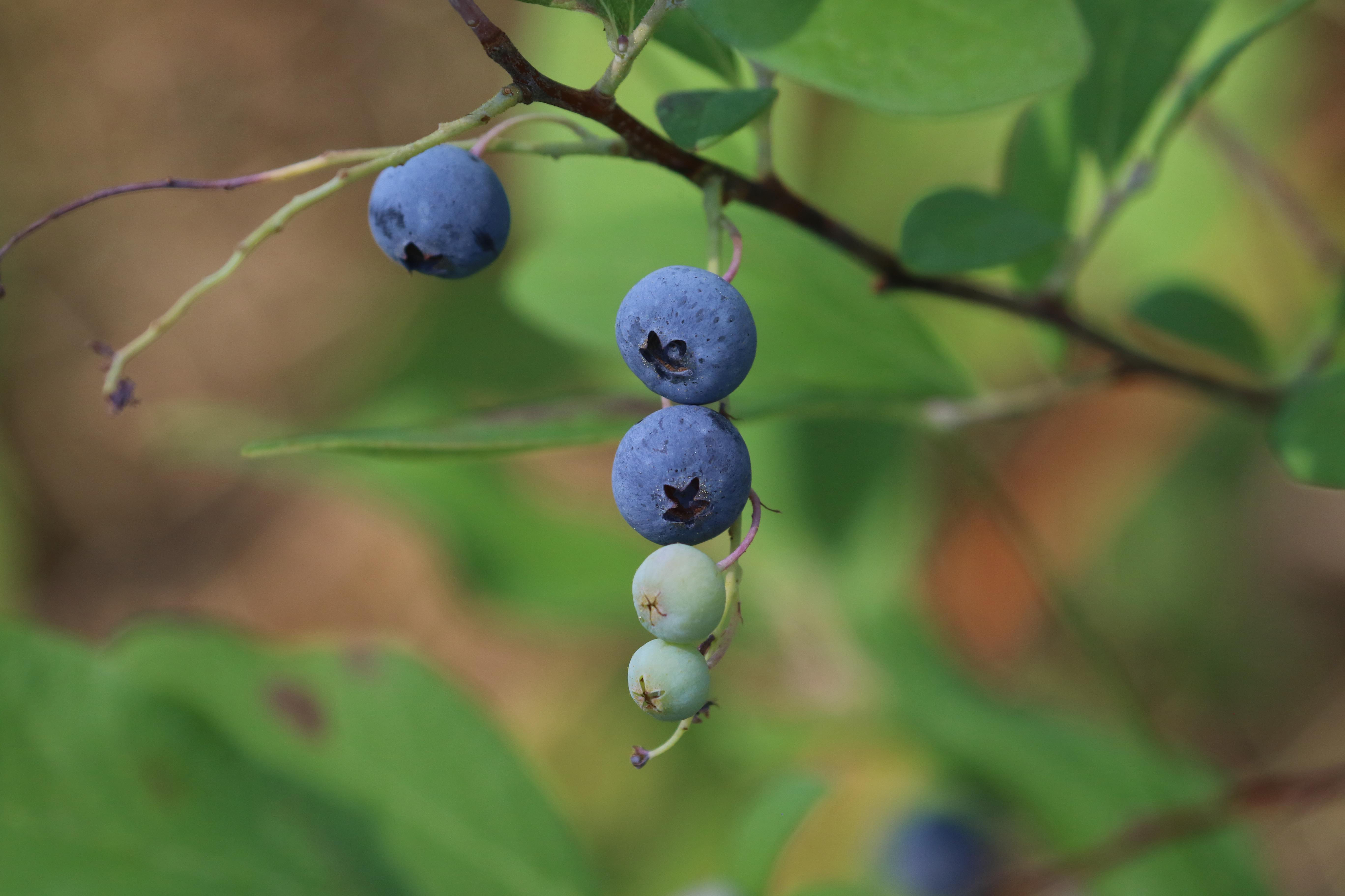 The Scientific Name is Gaylussacia frondosa. You will likely hear them called Blue Huckleberry, Dangleberry. This picture shows the A pair of unusually plump huckleberries.  of Gaylussacia frondosa