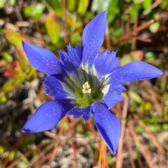 The Scientific Name is Gentiana autumnalis. You will likely hear them called Pinebarren Gentian, Autumn Gentian. This picture shows the Closeup of Bloom of Gentiana autumnalis