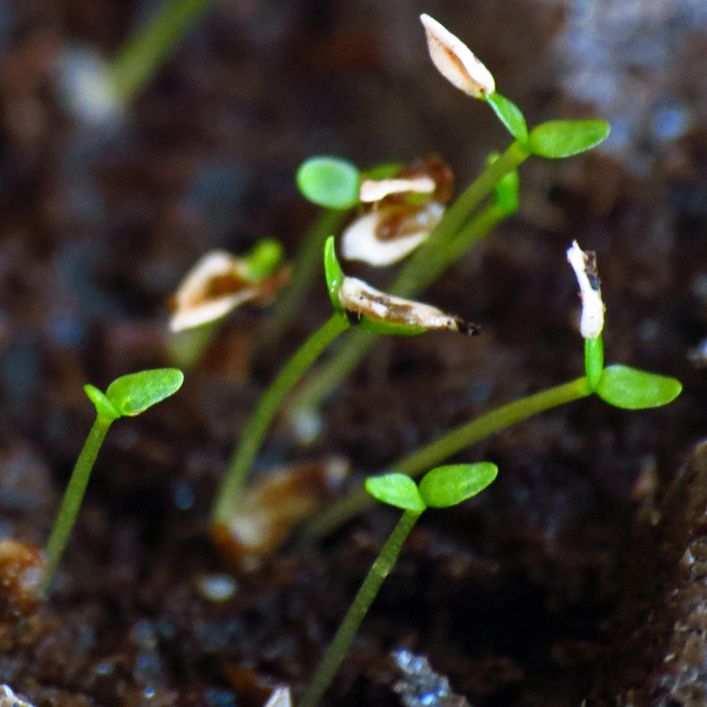 The Scientific Name is Gentiana clausa. You will likely hear them called Bottle Gentian, Meadow Closed Gentian, . This picture shows the Bottled gentian seedlings. These still have their thin papery seed coats stuck to them. of Gentiana clausa